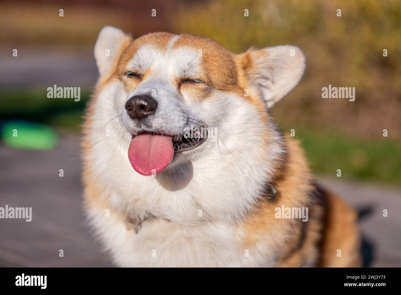 Gros plan portrait du chien gallois Corgi Pembroke souriant dans un parc en été Banque D'Images