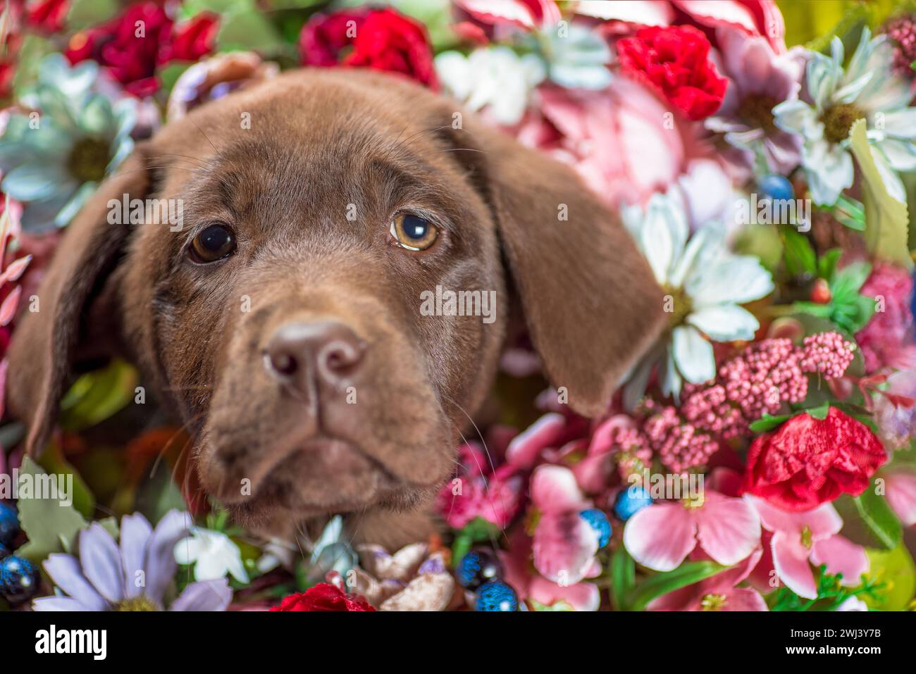 Portrait d'un chiot Labrador au chocolat dans un bouquet de fleurs artificielles gros plan Banque D'Images