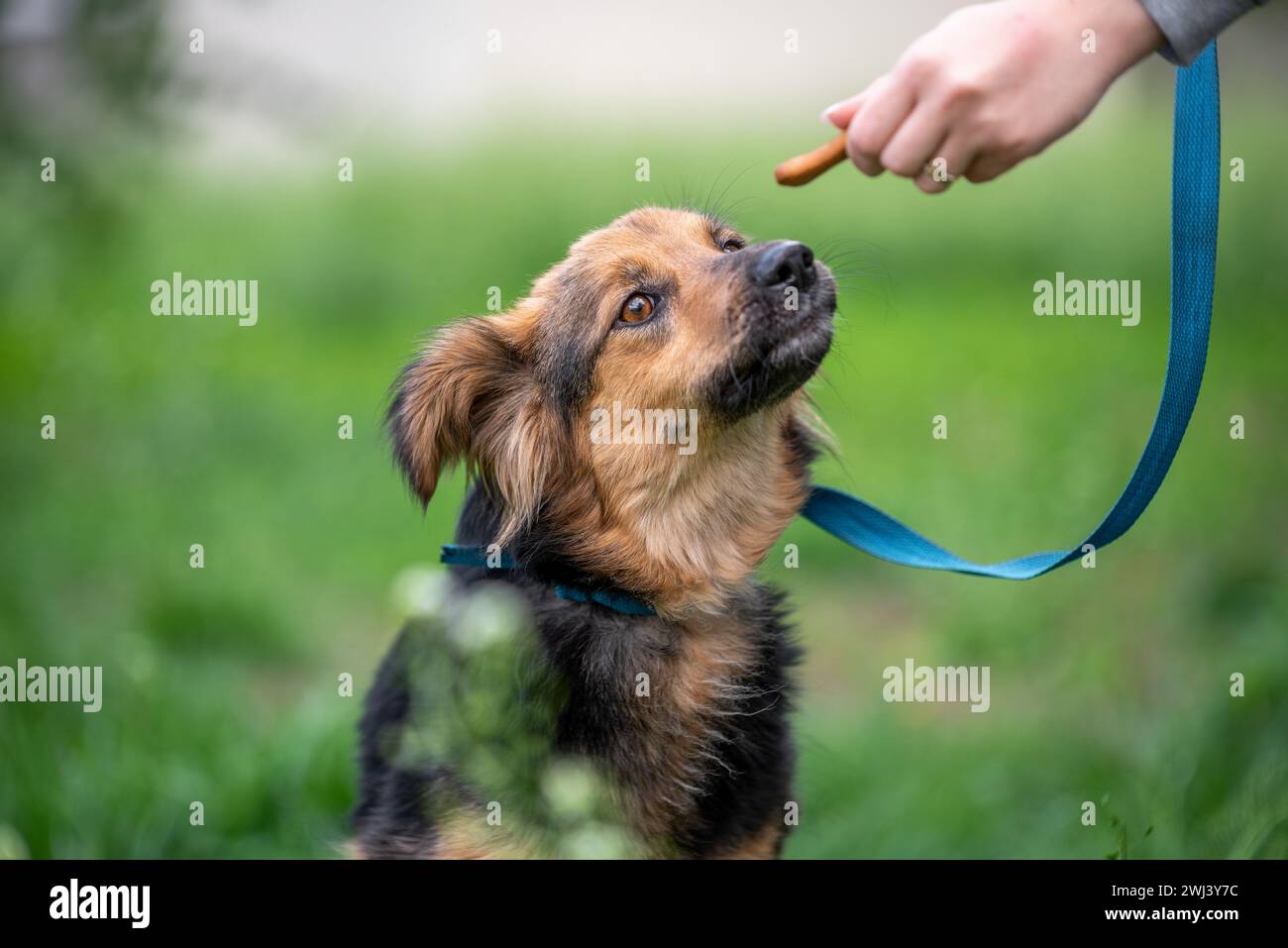 Régalez-vous pour les chiens les mains des femmes qui nourrissent un chien mongrel sur une laisse dans le parc Banque D'Images Régalez-vous pour les chiens les mains des femmes qui nourrissent un chien mongrel sur une laisse dans le parc Banque D'Images