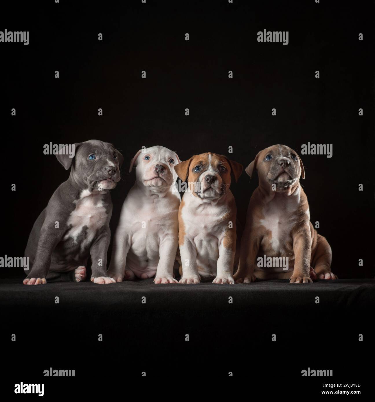 Quatre chiots Staffordshire terrier assis sur un fond noir Banque D'Images