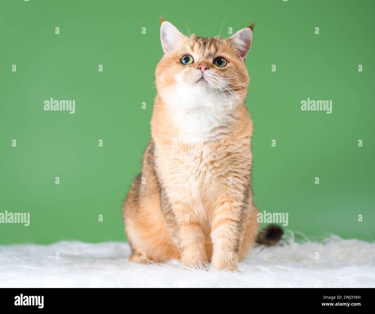 Chat réfléchi de la race britannique de la couleur chinchilla dorée assis sur un tapis en fausse fourrure blanche sur un fond vert Banque D'Images