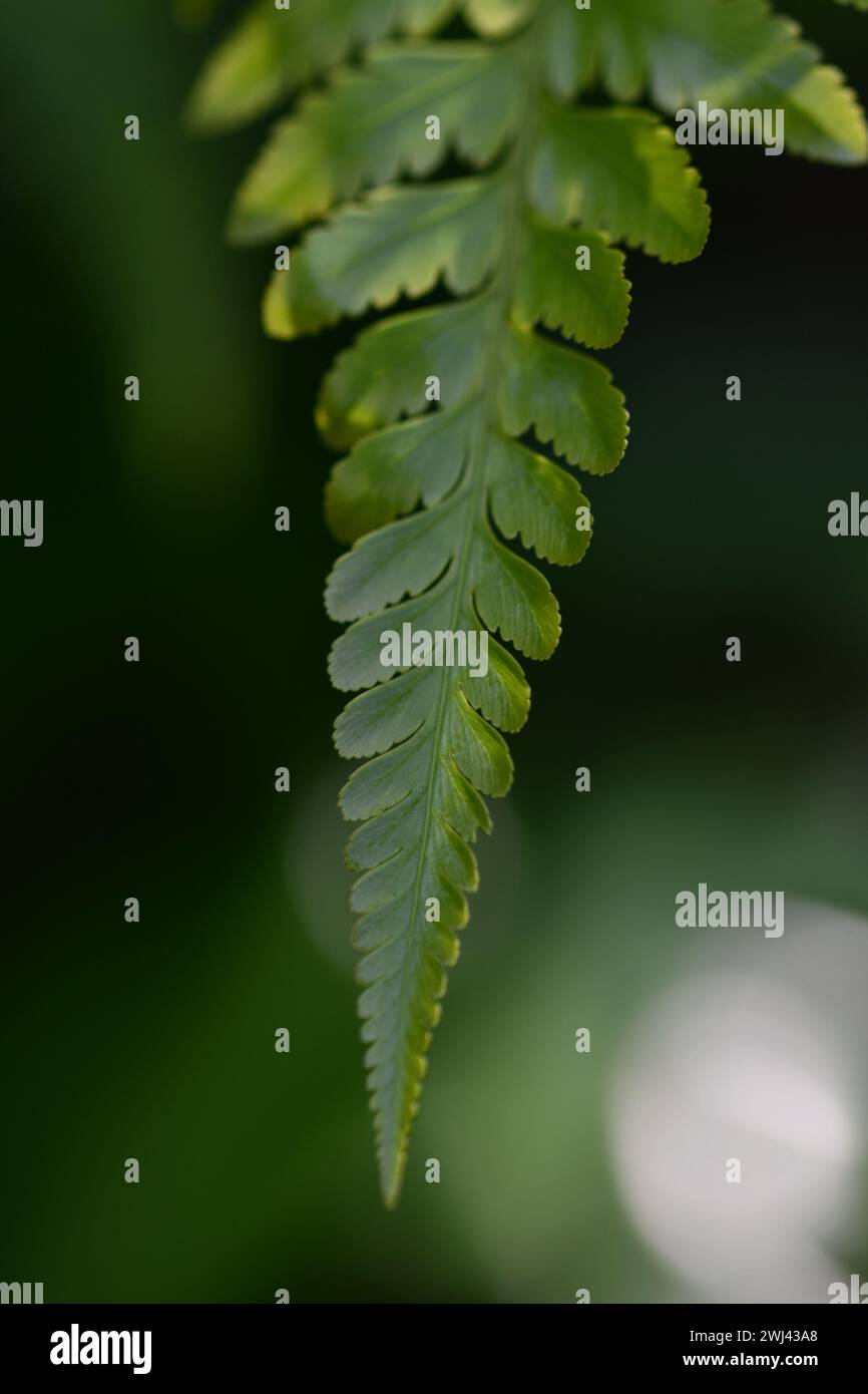 Gros plan photos de feuilles fraîches vertes et violettes, montrant des veines, des structures squelettiques. trouvé dans le jardin, les parcs, les forêts, les jungles, les forêts tropicales, woodlands Banque D'Images