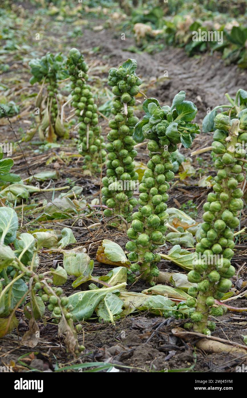Plante de chou de bruxelles Banque de photographies et d'images  haute  rsolution - Alamy