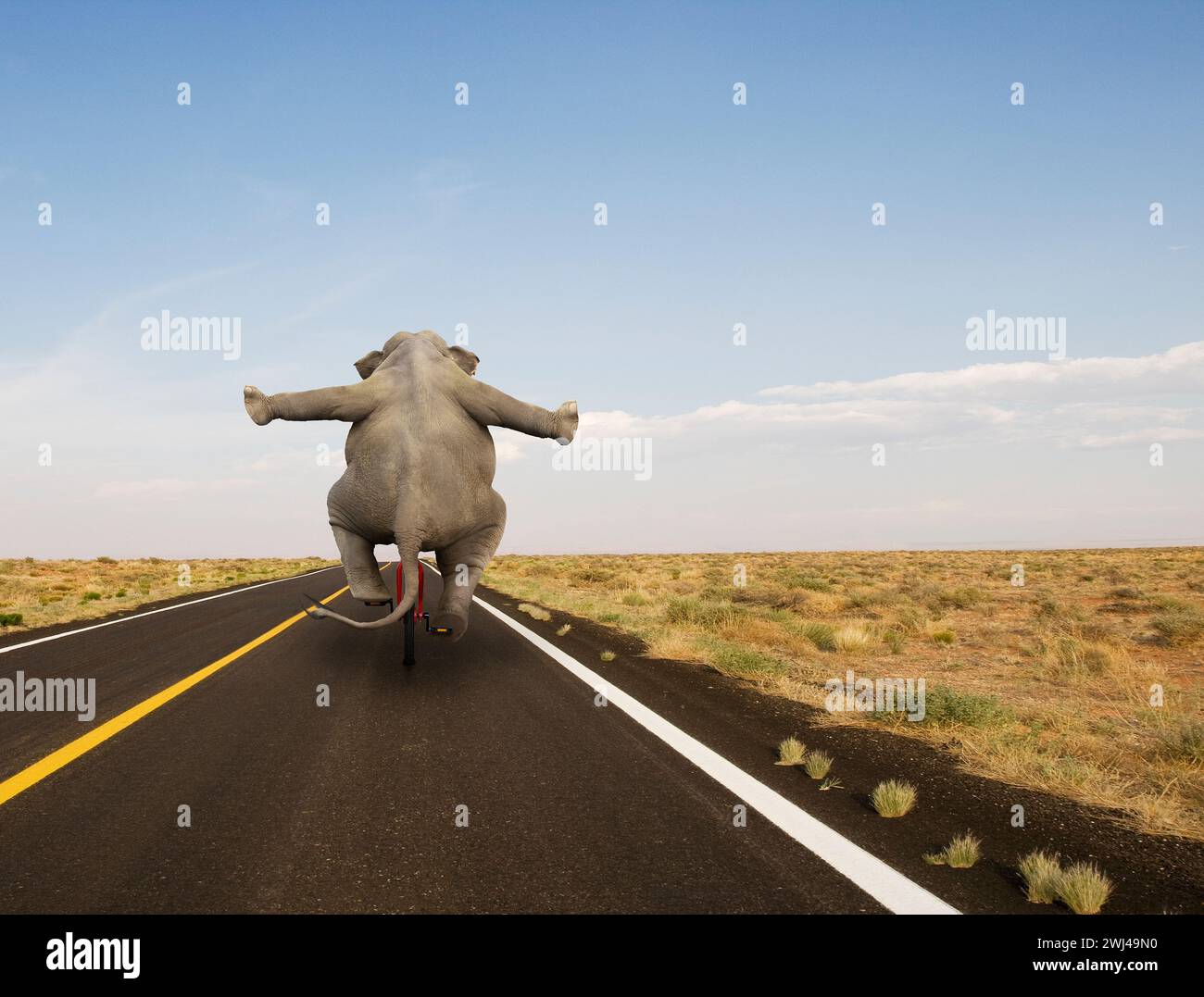 Un éléphant monte un monocycle sur une longue autoroute dans une image amusante sur l'équilibre inattendu, la compétence et l'agilité. Banque D'Images