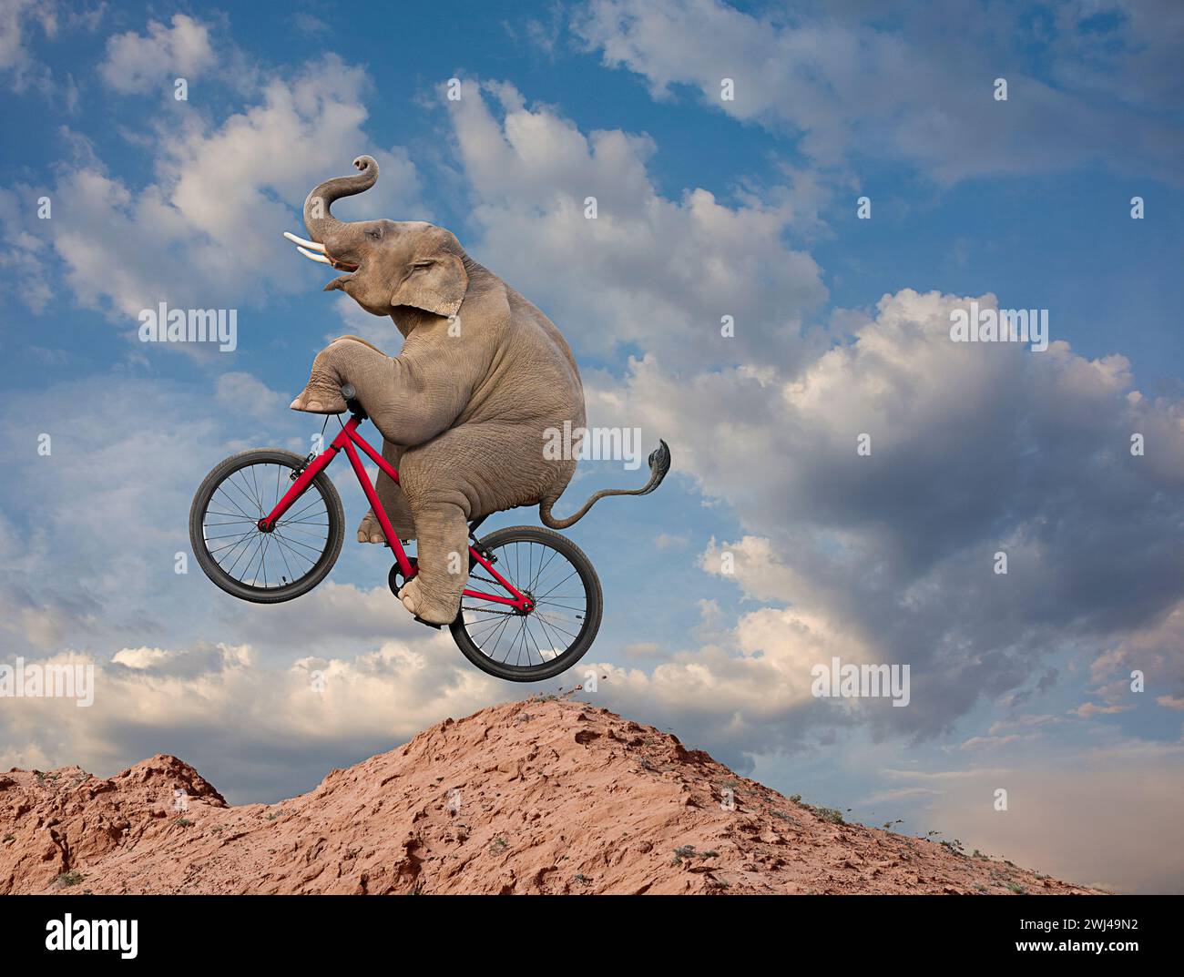 Un éléphant drôle monte un vélo de montagne dans une image sur la taille inattendue, la compétence et l'agilité. Banque D'Images