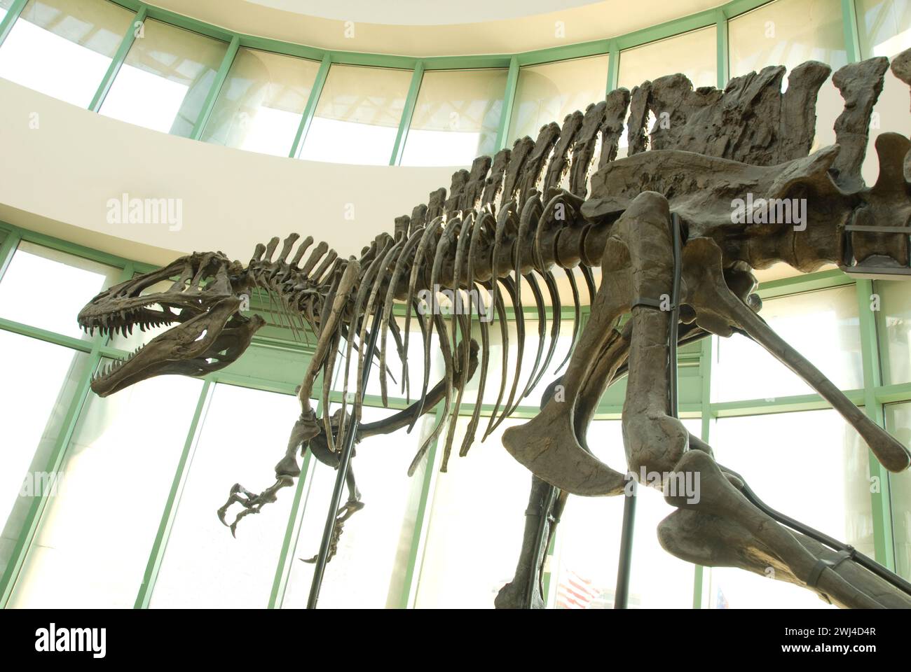 Le dôme de verre du musée des sciences naturelles de Caroline du Nord abrite l'exposition « terreur du Sud » montrant un acrocanthosaurus Banque D'Images