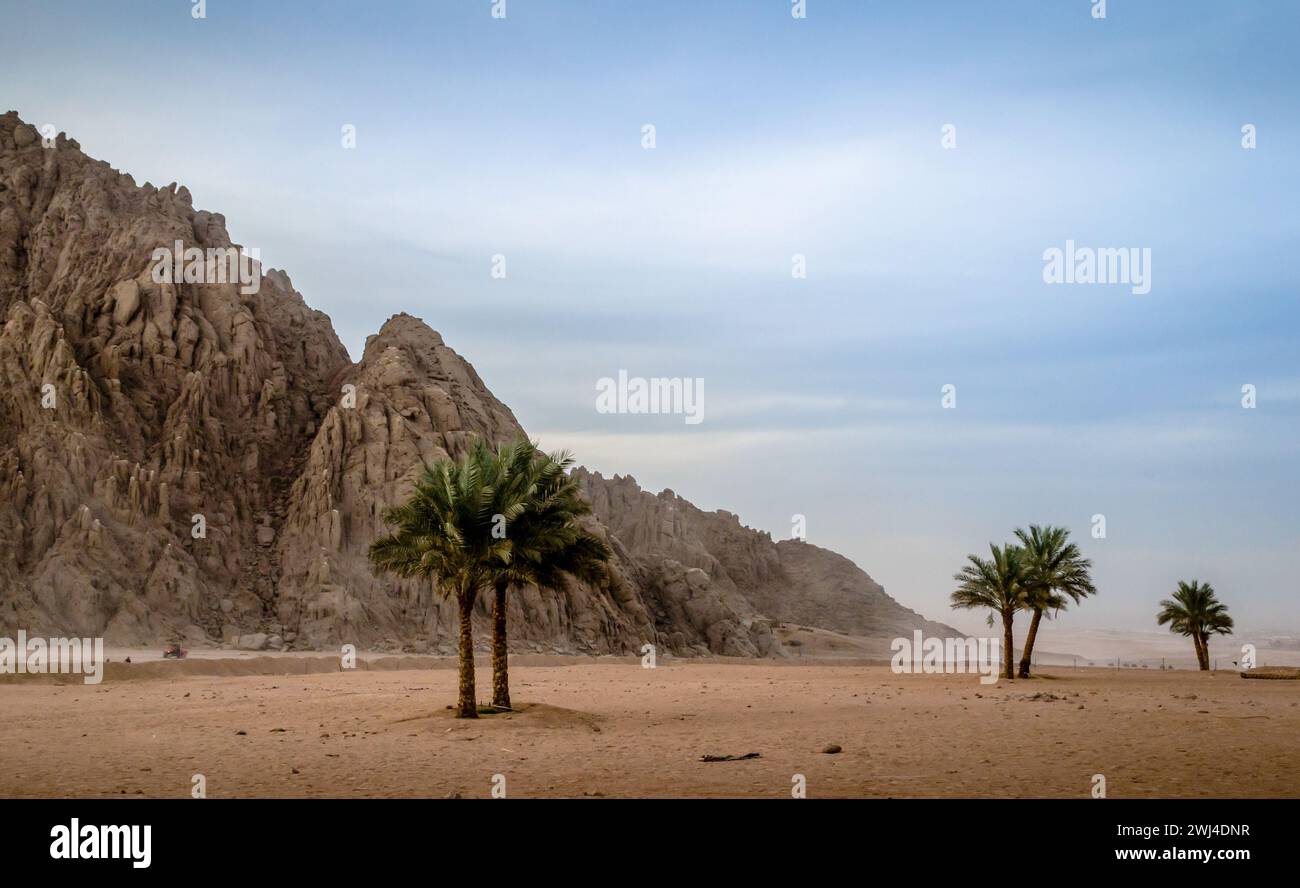 Palmiers verts sur le fond du désert d'Egypte et des montagnes Banque D'Images Palmiers verts sur le fond du désert d'Egypte et des montagnes Banque D'Images