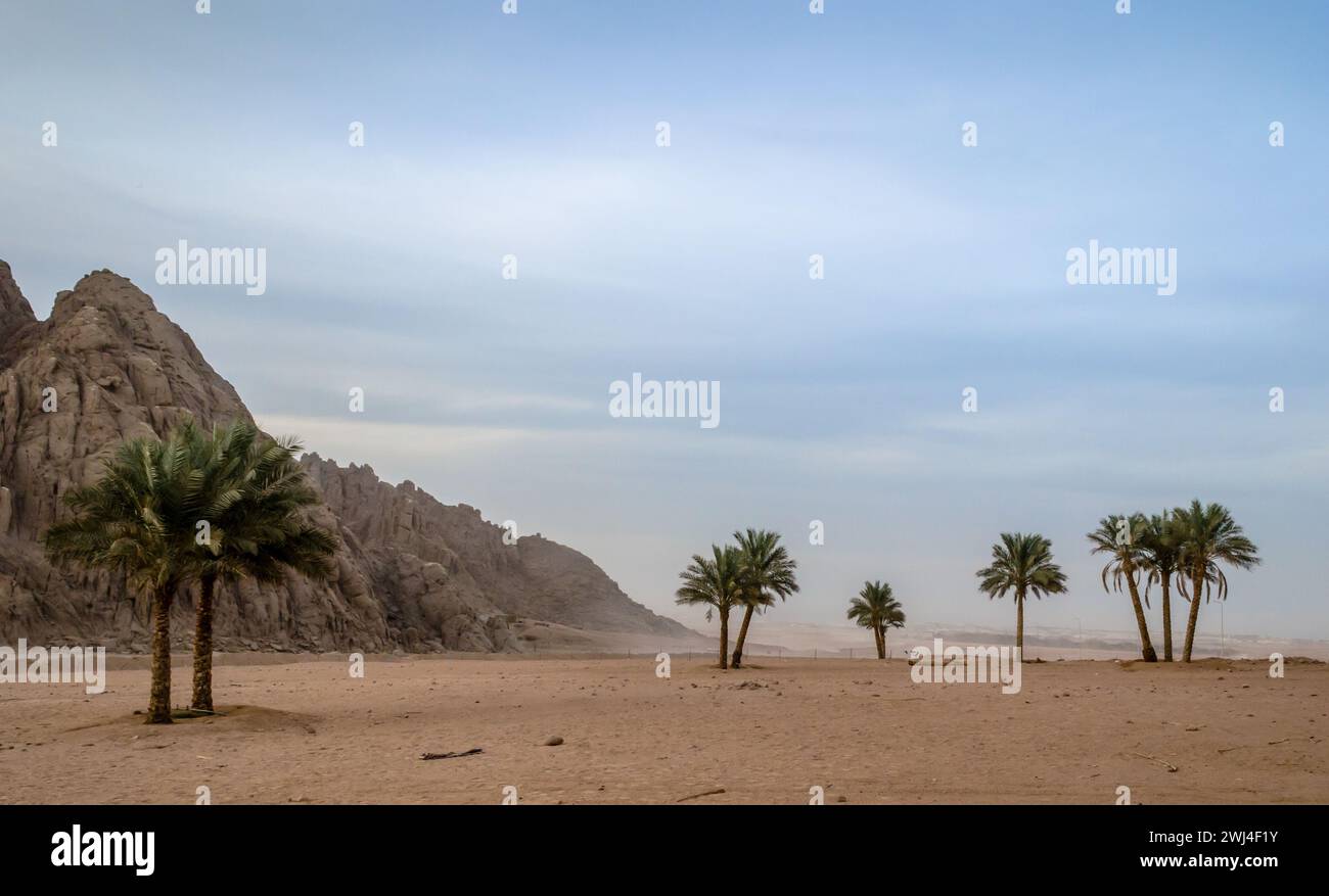 Palmiers verts sur le fond du désert d'Egypte et des montagnes Banque D'Images Palmiers verts sur le fond du désert d'Egypte et des montagnes Banque D'Images