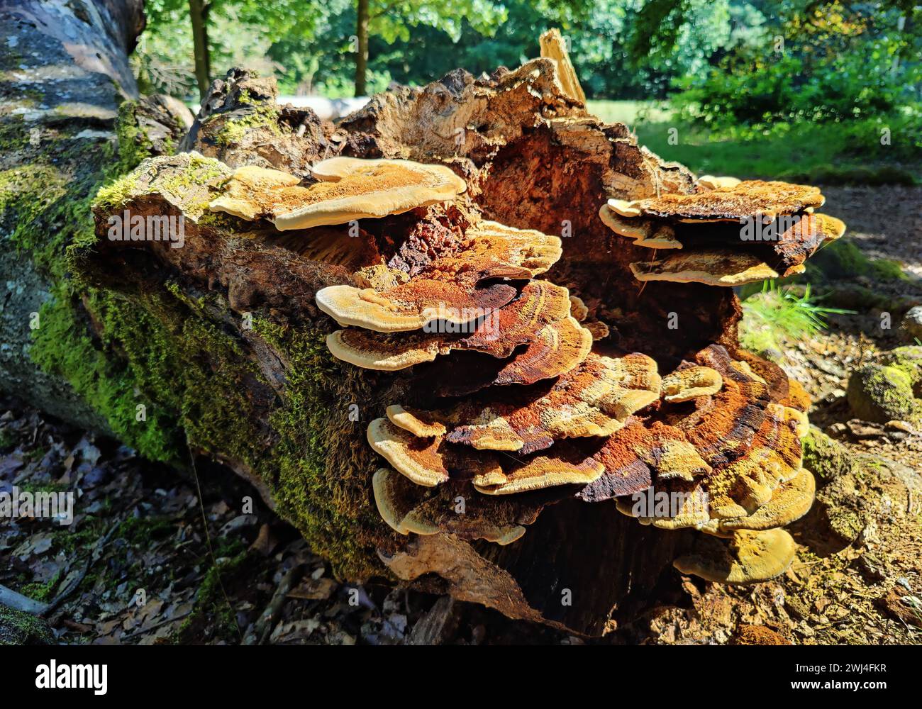 Hutewald Halloh, Bad Wildungen, Waldeck-Frankenberg district, Hesse, Allemagne, Europe Banque D'Images