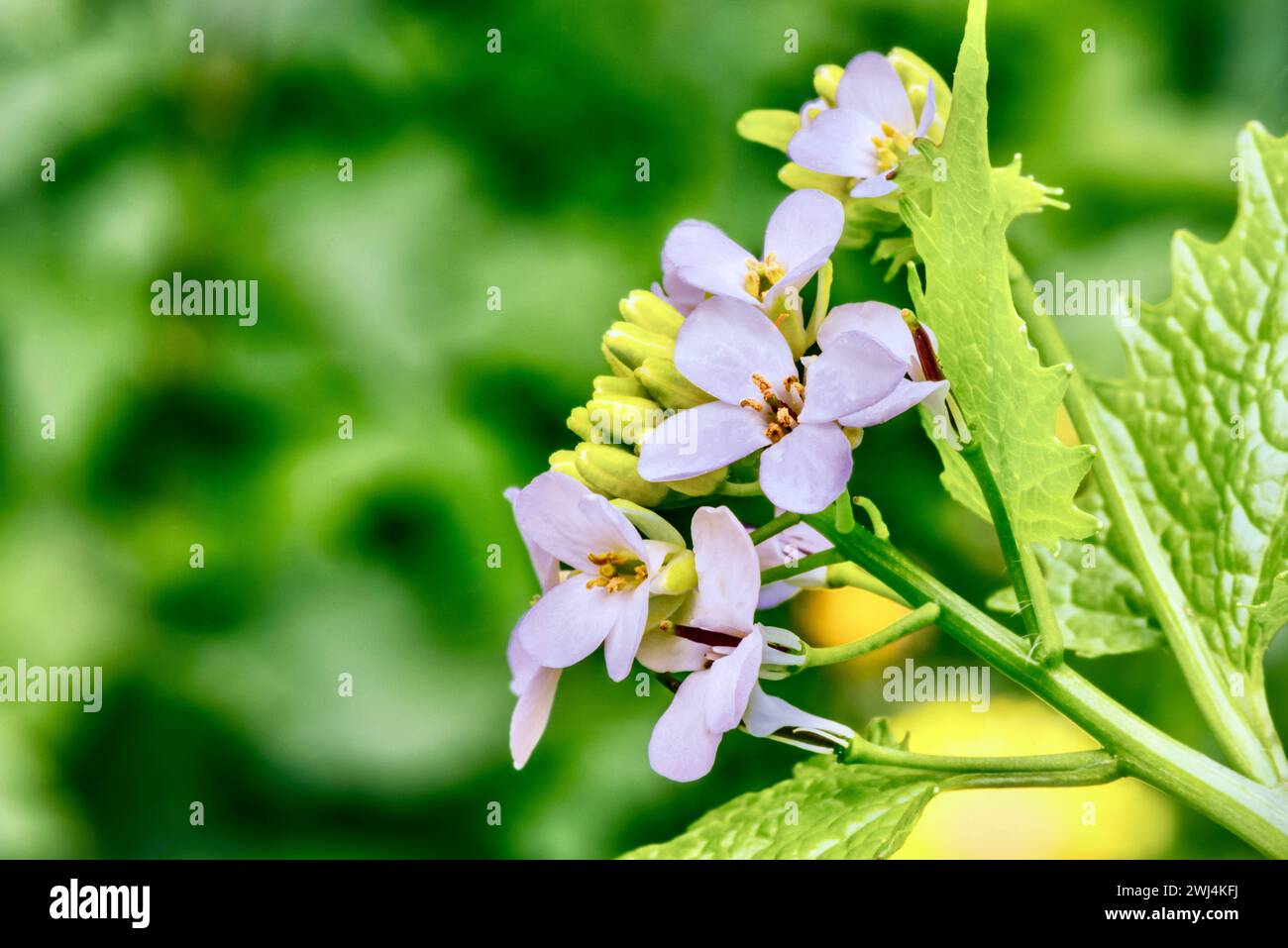 Gros plan de petites fleurs violettes claires sur une vigne Banque D'Images