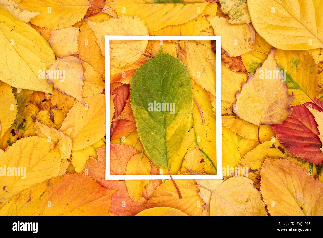 La feuille verte se trouve au centre d'un cadre vertical mince sur le fond du feuillage d'automne Banque D'Images