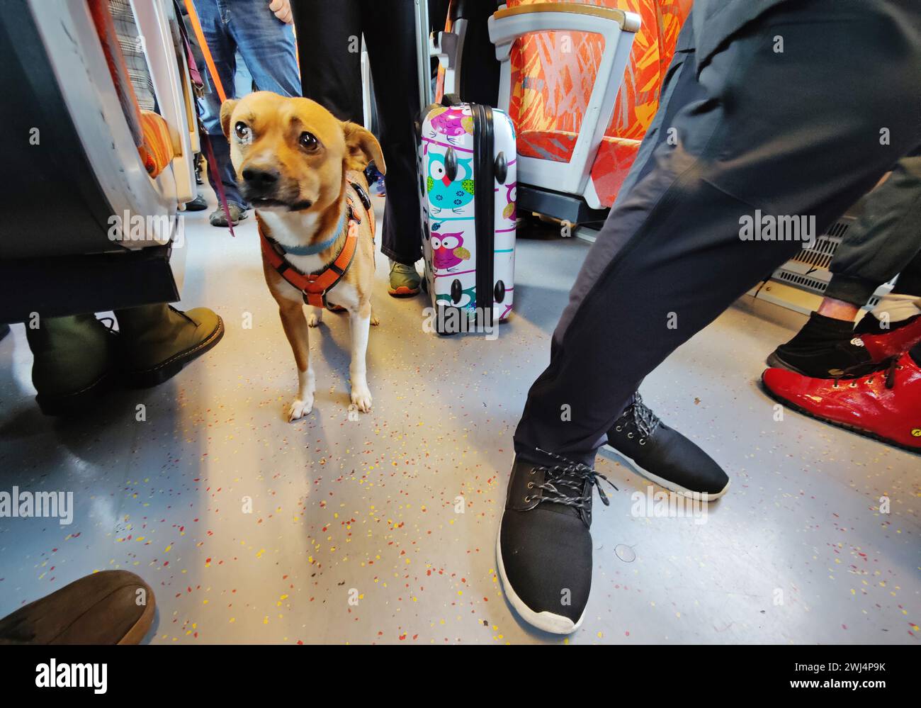 Un chien dans un train local bondé Hessen Landesbahn HLB, Friedberg, Hesse, Allemagne, Europe Banque D'Images