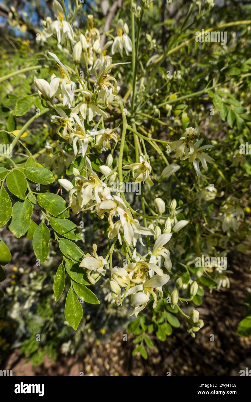 Raifort (Moringa oleifera) - arbre à fleurs dans le jardin botanique Banque D'Images