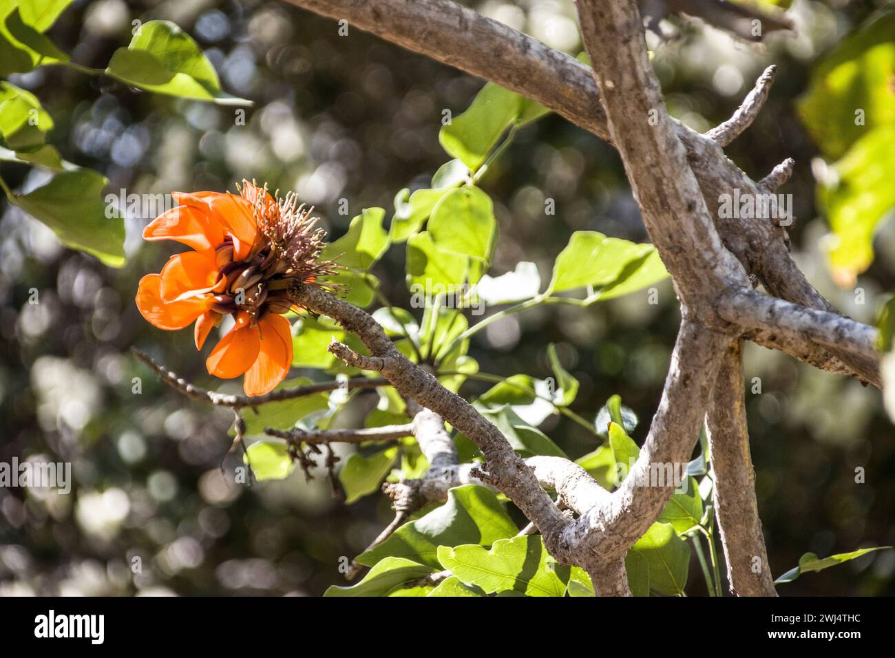 Arbre de corail du Cap (Erythrina caffra) dans le jardin botanique - inflorescence Banque D'Images