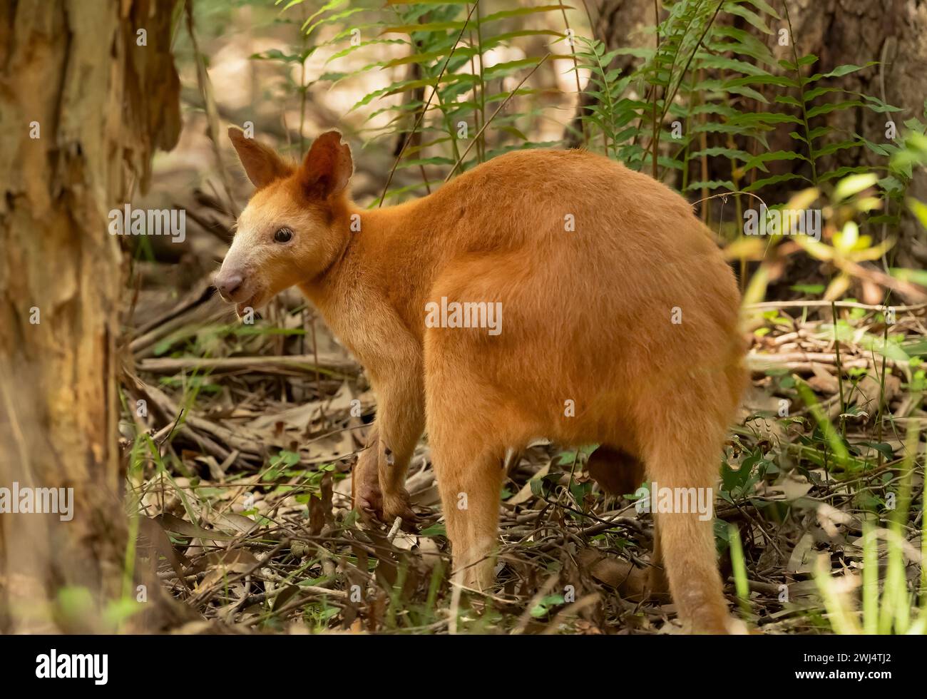 Golden Swamp Wallaby, un marsupial captivant originaire des zones humides d'Australie C'est une espèce timide et solitaire qui se nourrit parmi les broussailles et les dunes du Banque D'Images