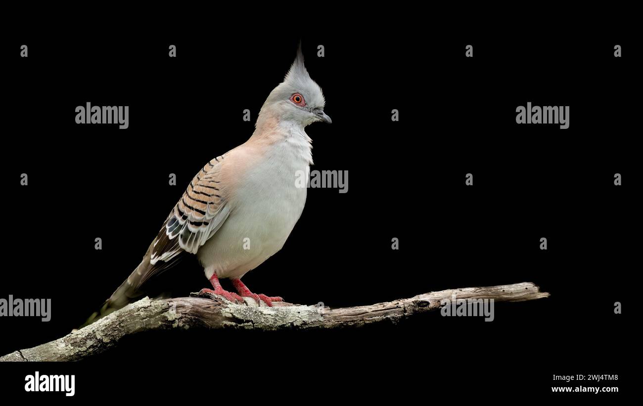 Pigeon à crête (Ocyphaps lophotes) perché sur une branche avec un fond noir isolé, affichant une crête pointue au sommet de leur tête. Banque D'Images