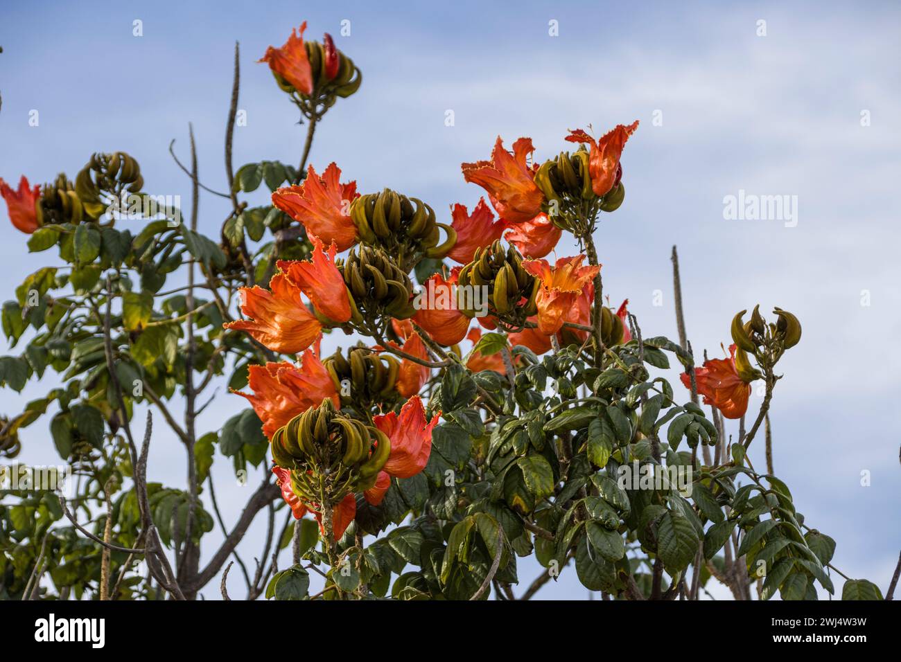 Tulipe africaine (Spathodea campanulata) - fleurs sur l'arbre Banque D'Images
