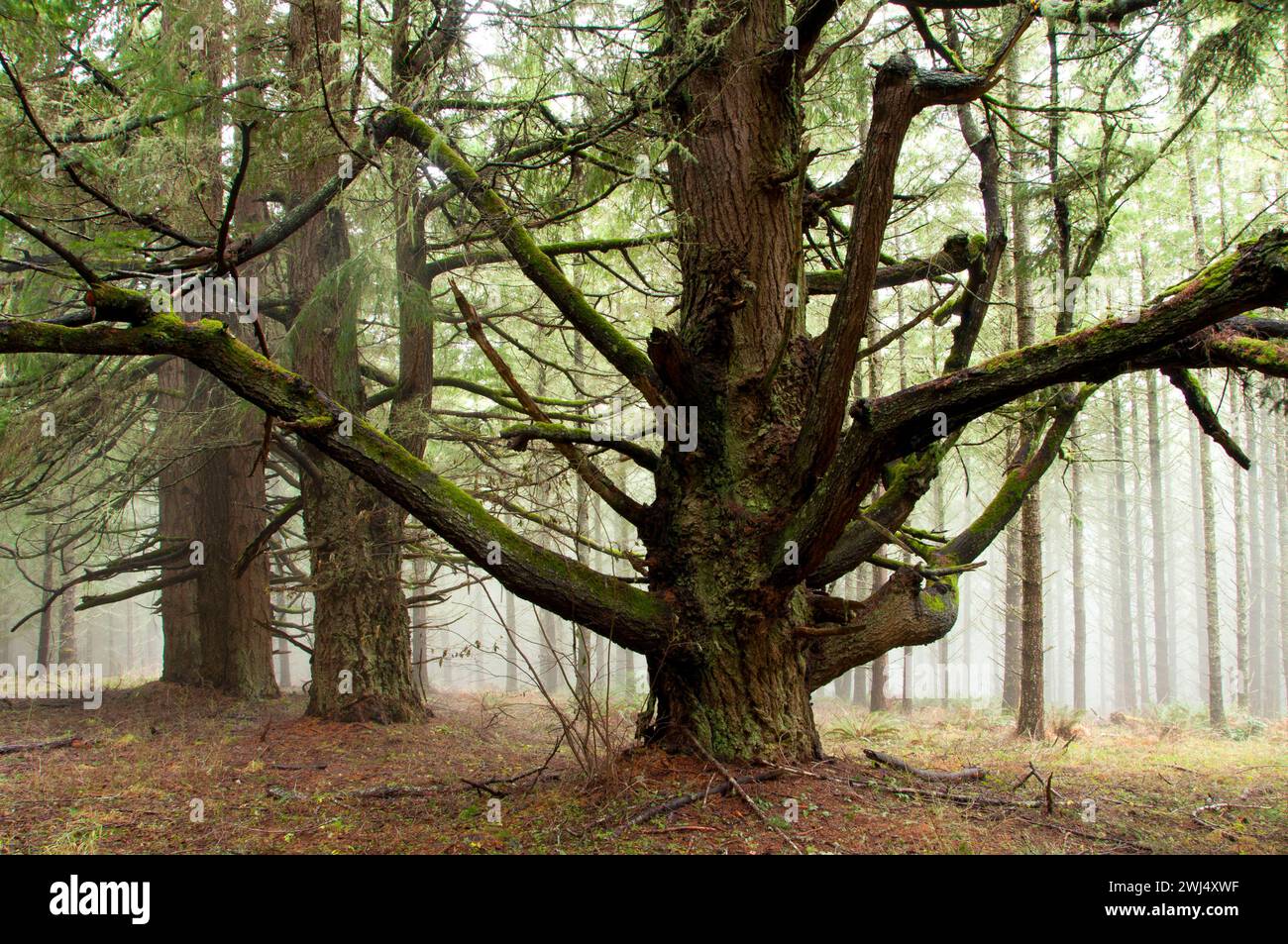 Sapin de Douglas le long de South Meadow Trail, Beazell Memorial Forest County Park, comté de Benton, Oregon Banque D'Images