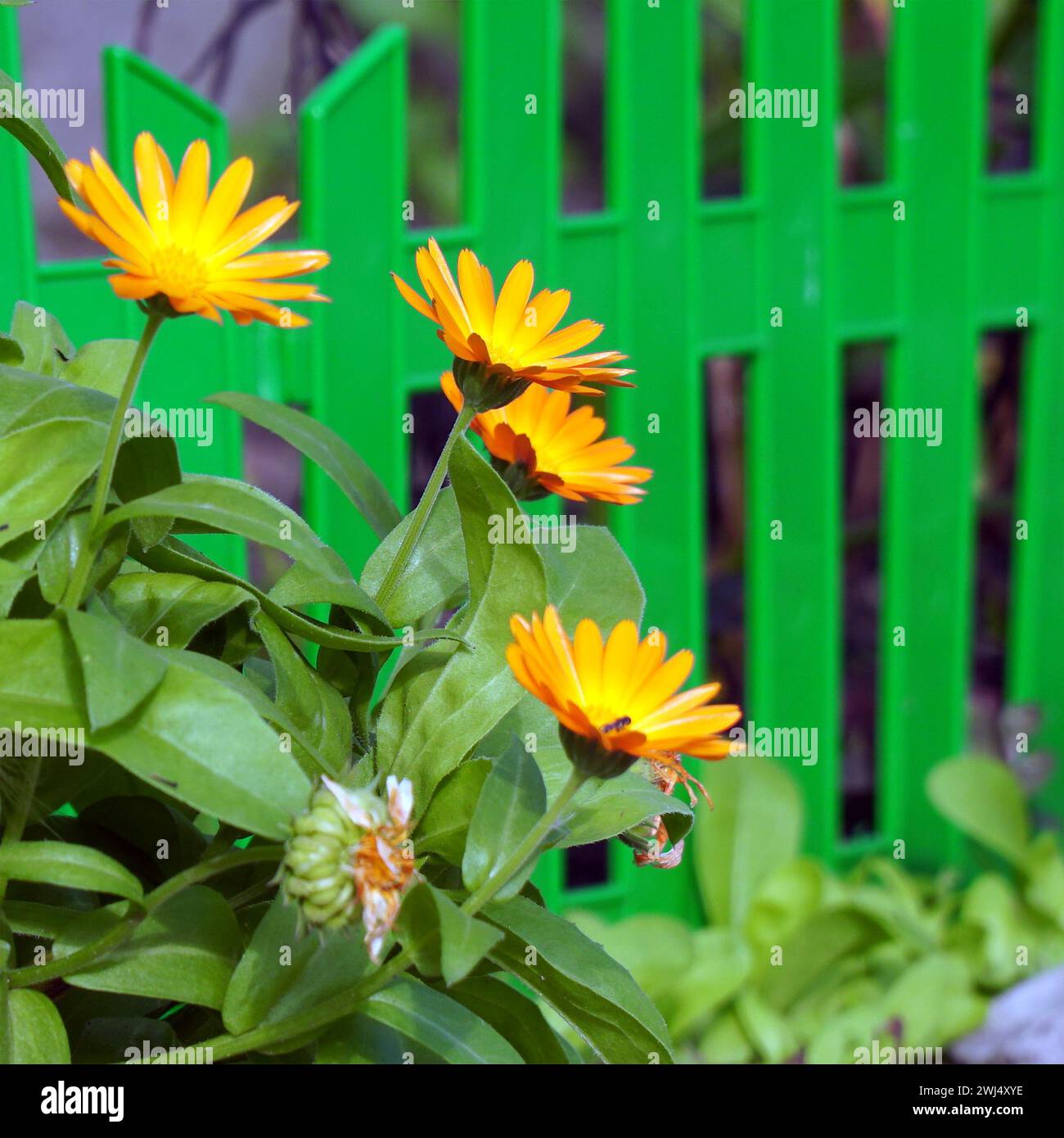 Des fleurs d'orange fleurissent dans une petite clôture décorative. Mise au point sélective Banque D'Images