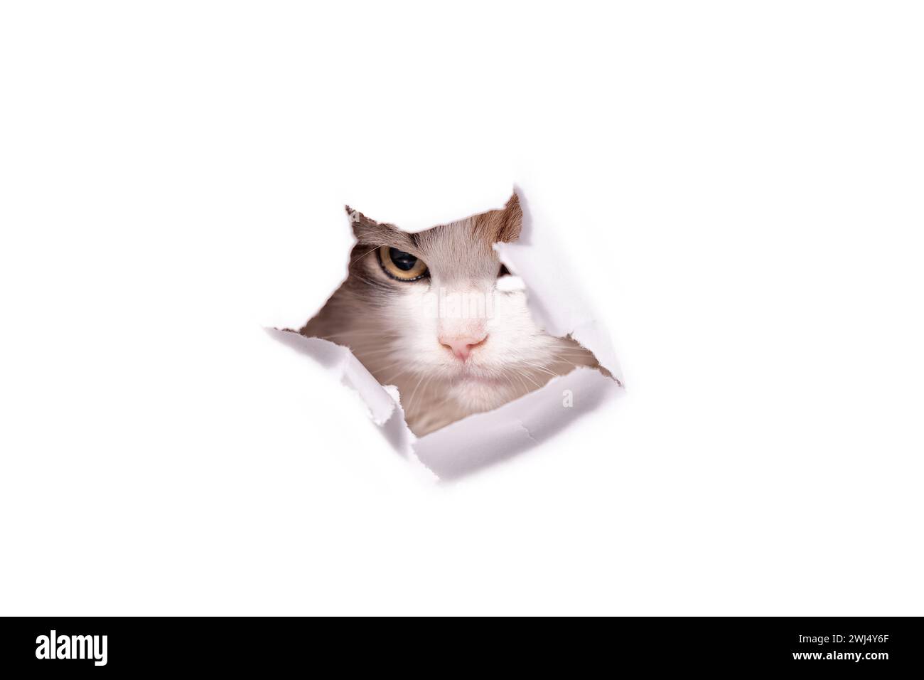 Mongrel chat grimpe à travers un trou dans un livre blanc Banque D'Images