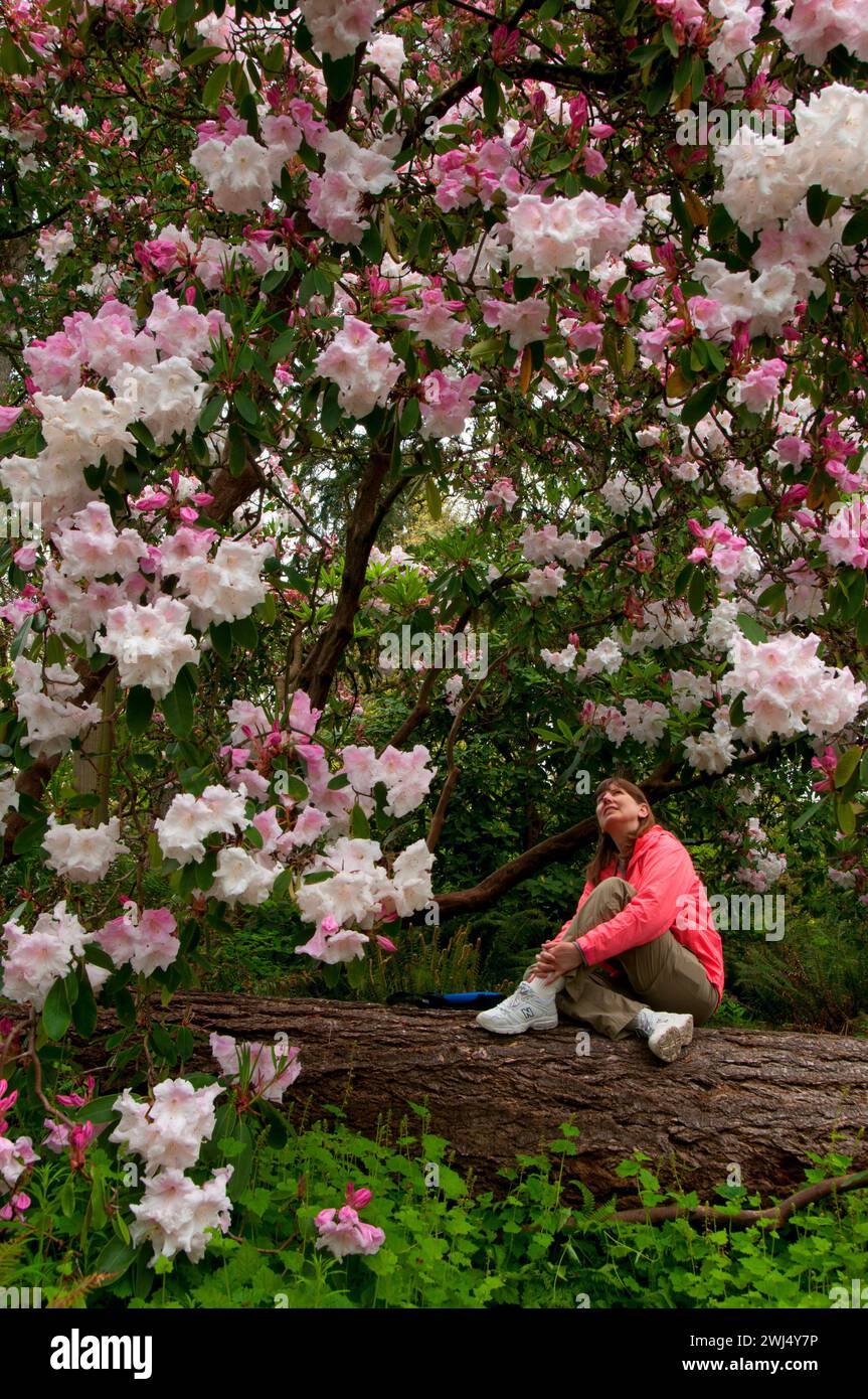 Loderi Queen Mary rhododendron en fleurs, le jardin de Rhododendron, Hendricks Park, Eugene, Oregon Banque D'Images