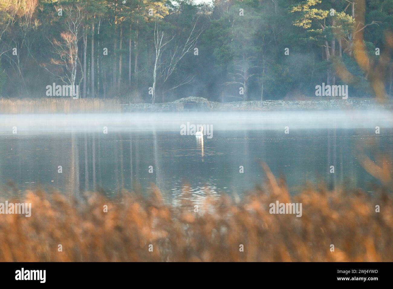 Frensham Little Pond, Farnham, Surrey. 12 février 2024. Un beau début de journée pour les Home Counties. Lever du soleil sur Frensham Little Pond près de Farnham dans le Surrey. Crédit : james jagger/Alamy Live News Banque D'Images