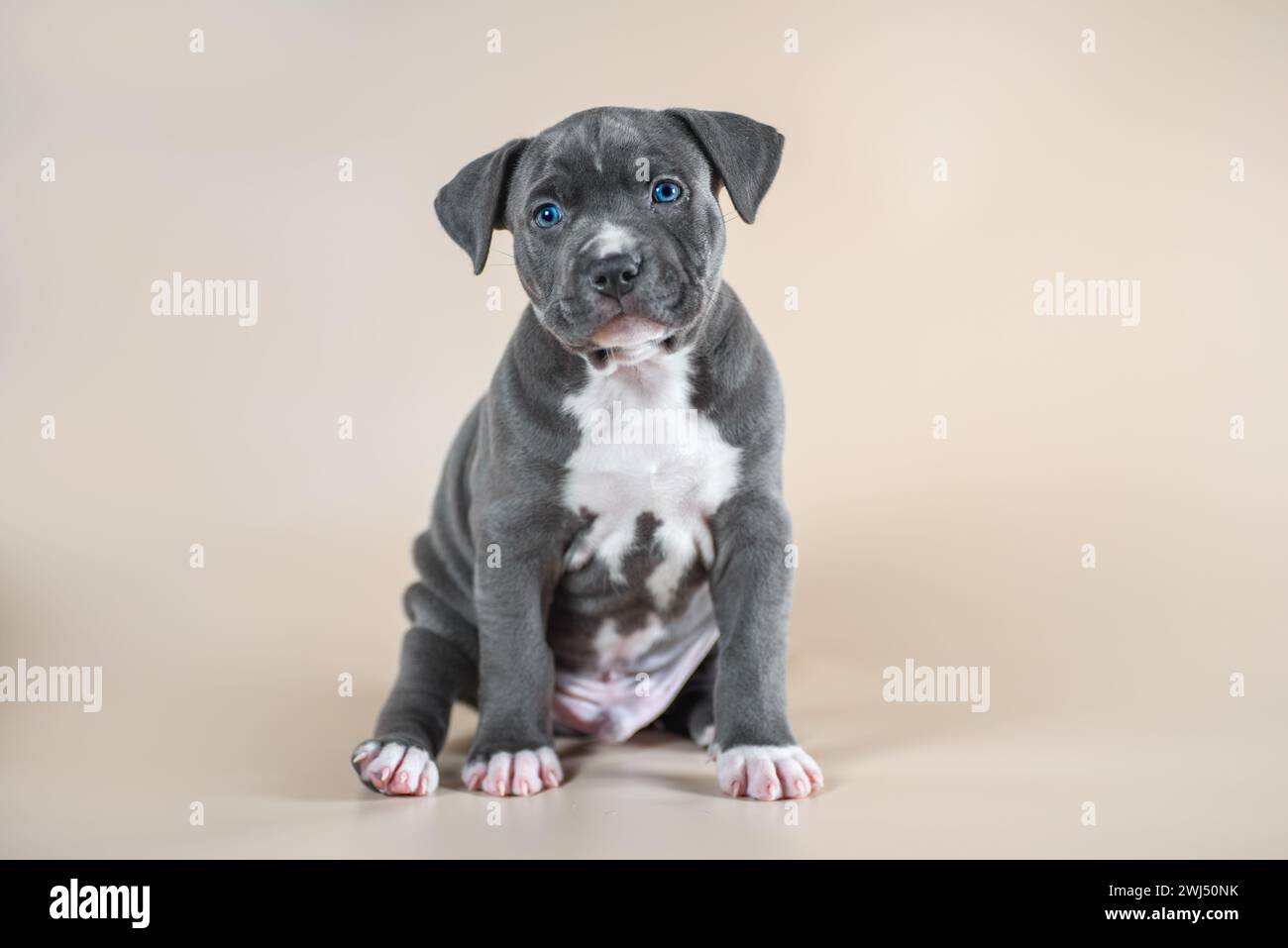 Chiot Staffordshire Terrier gris tacheté aux yeux bleus sur un fond de studio beige clair Banque D'Images