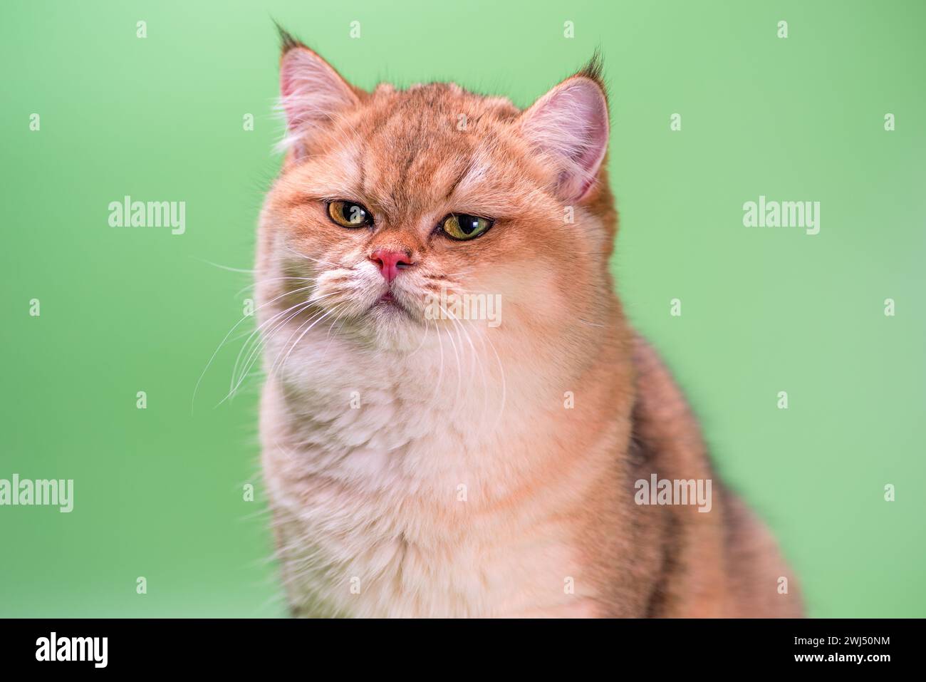 Chat mécontent de la race britannique chinchilla dorée shorthair fronce les sourcils sur un fond vert clair Banque D'Images Chat mécontent de la race britannique chinchilla dorée shorthair fronce les sourcils sur un fond vert clair Banque D'Images