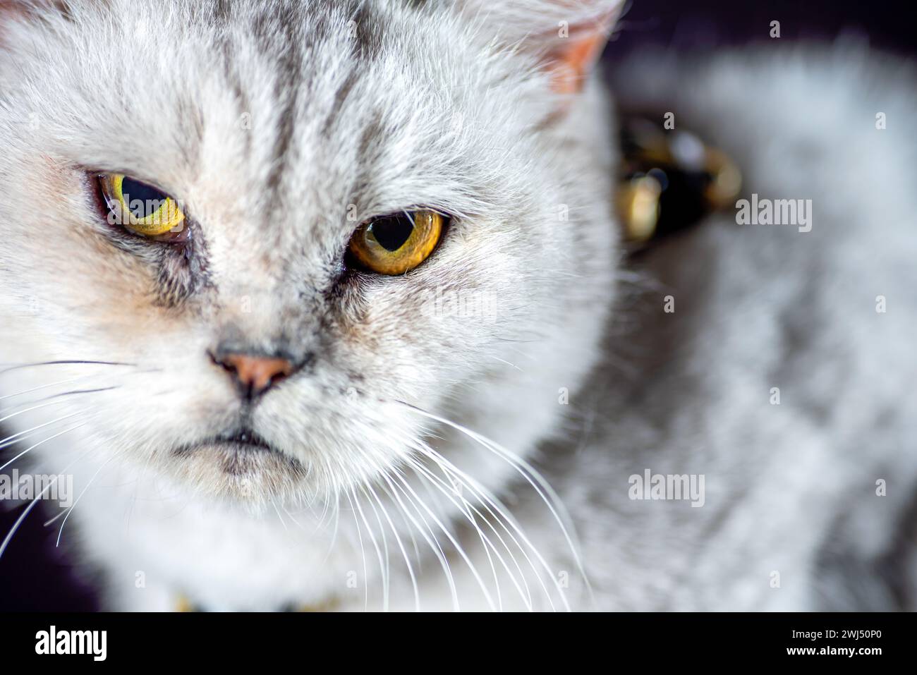 Portrait d'un chat gris Banque D'Images