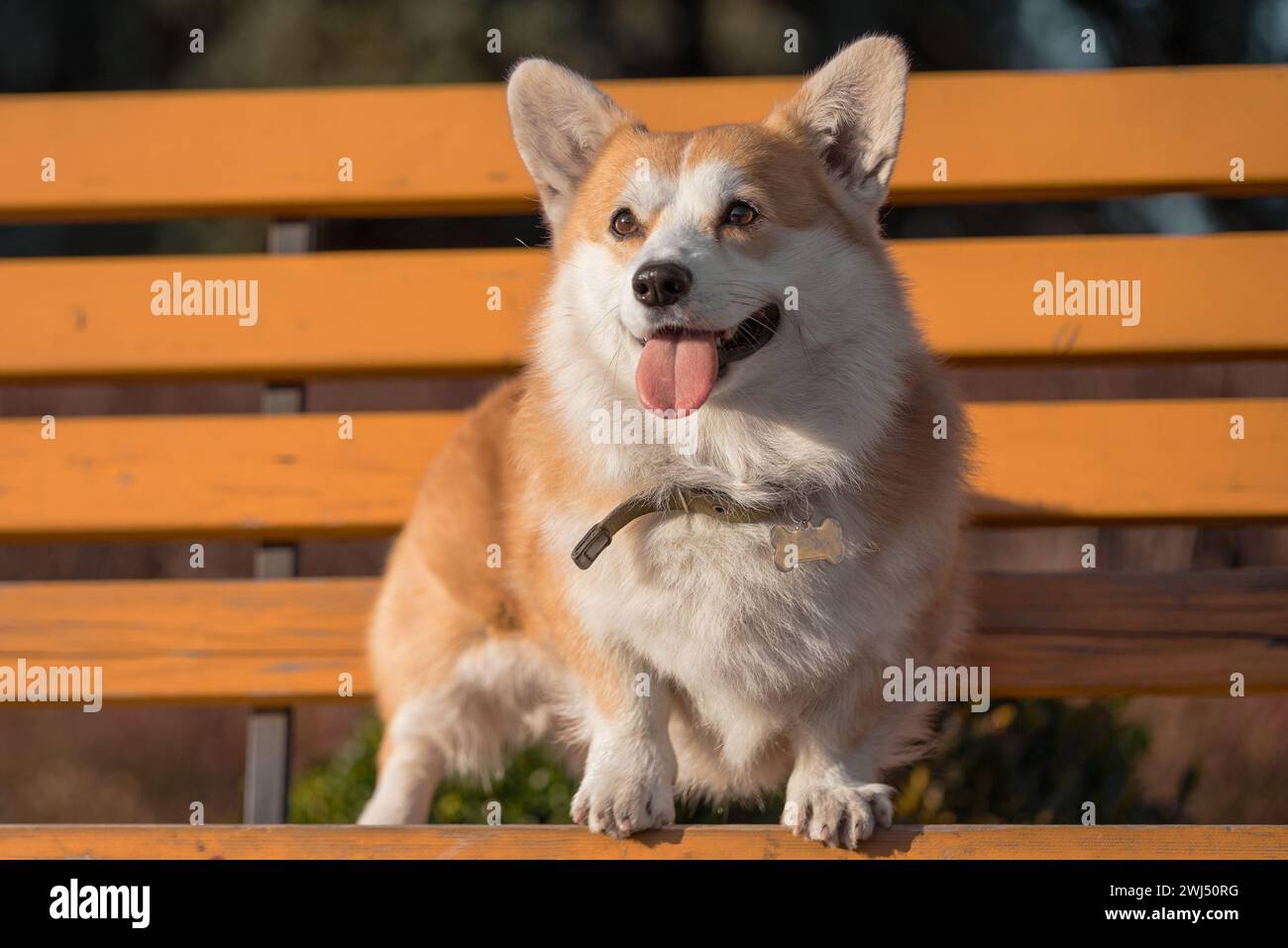 Pembroke Welsh Corgi chien assis sur un banc dans le parc par une journée ensoleillée Banque D'Images