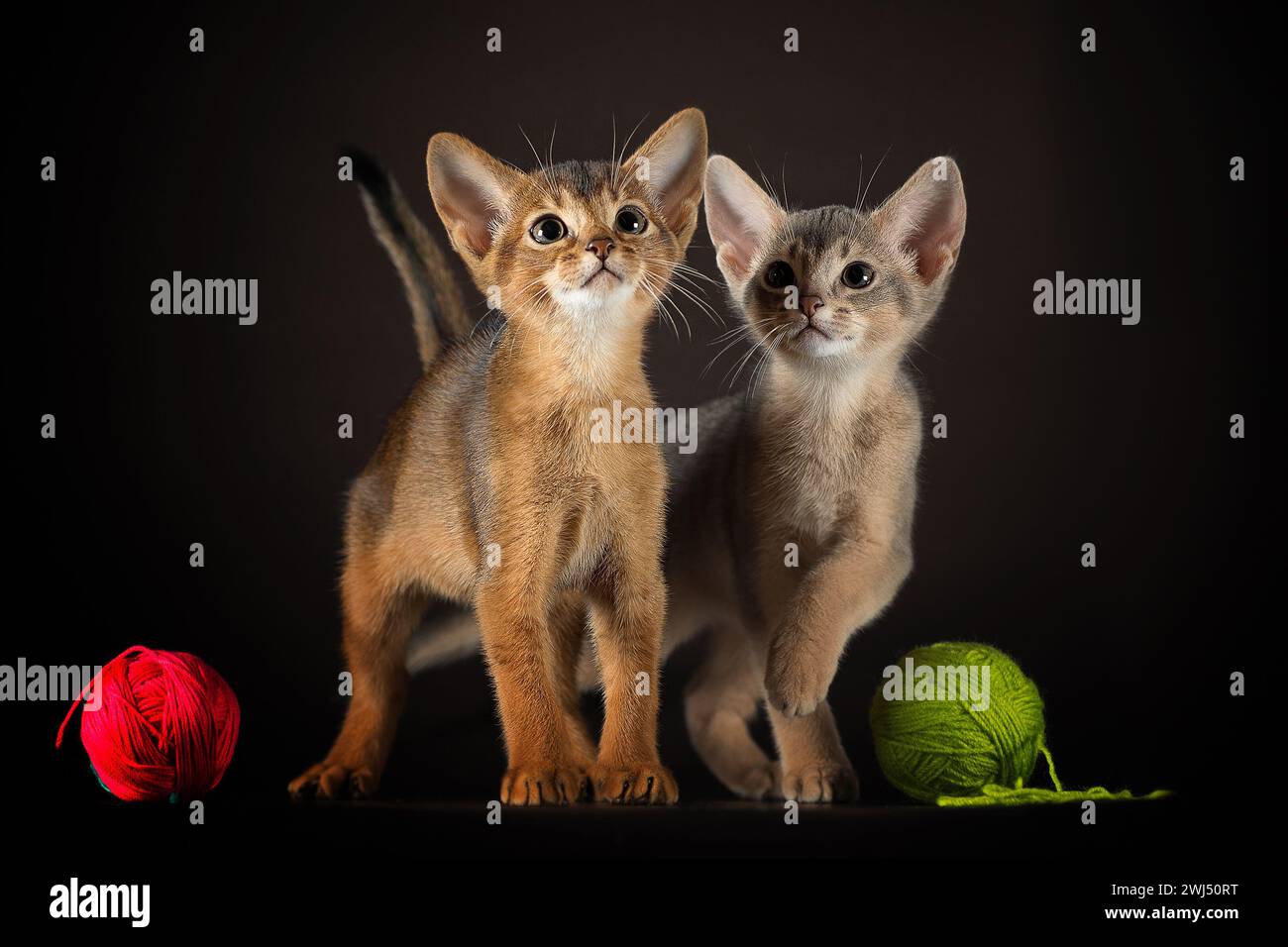 Bien entretenus deux chatons de la race abyssinienne jouant avec des boules de fil sur un fond sombre Banque D'Images