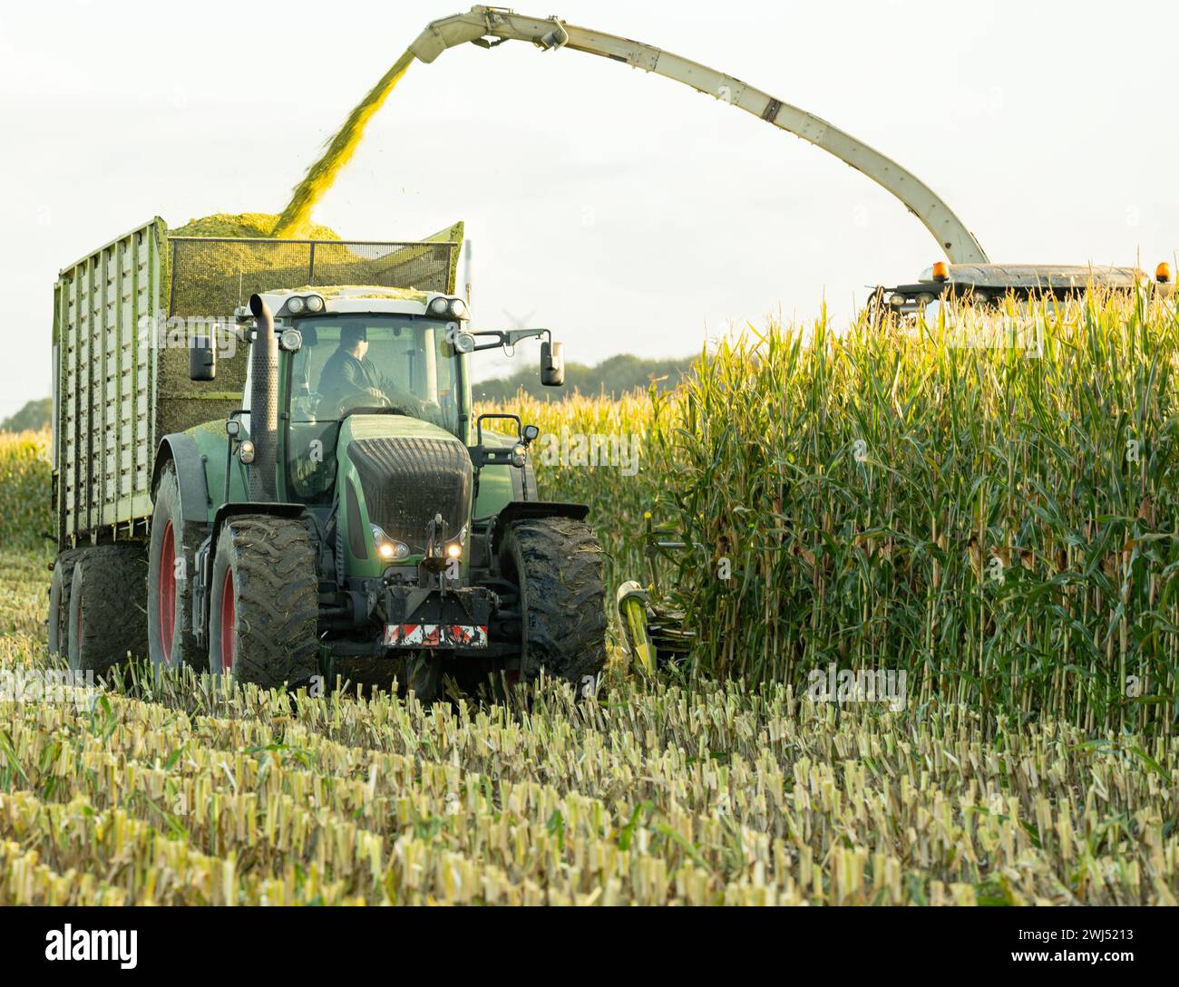Tracteur et broyeur de maïs pendant la récolte du maïs Banque D'Images