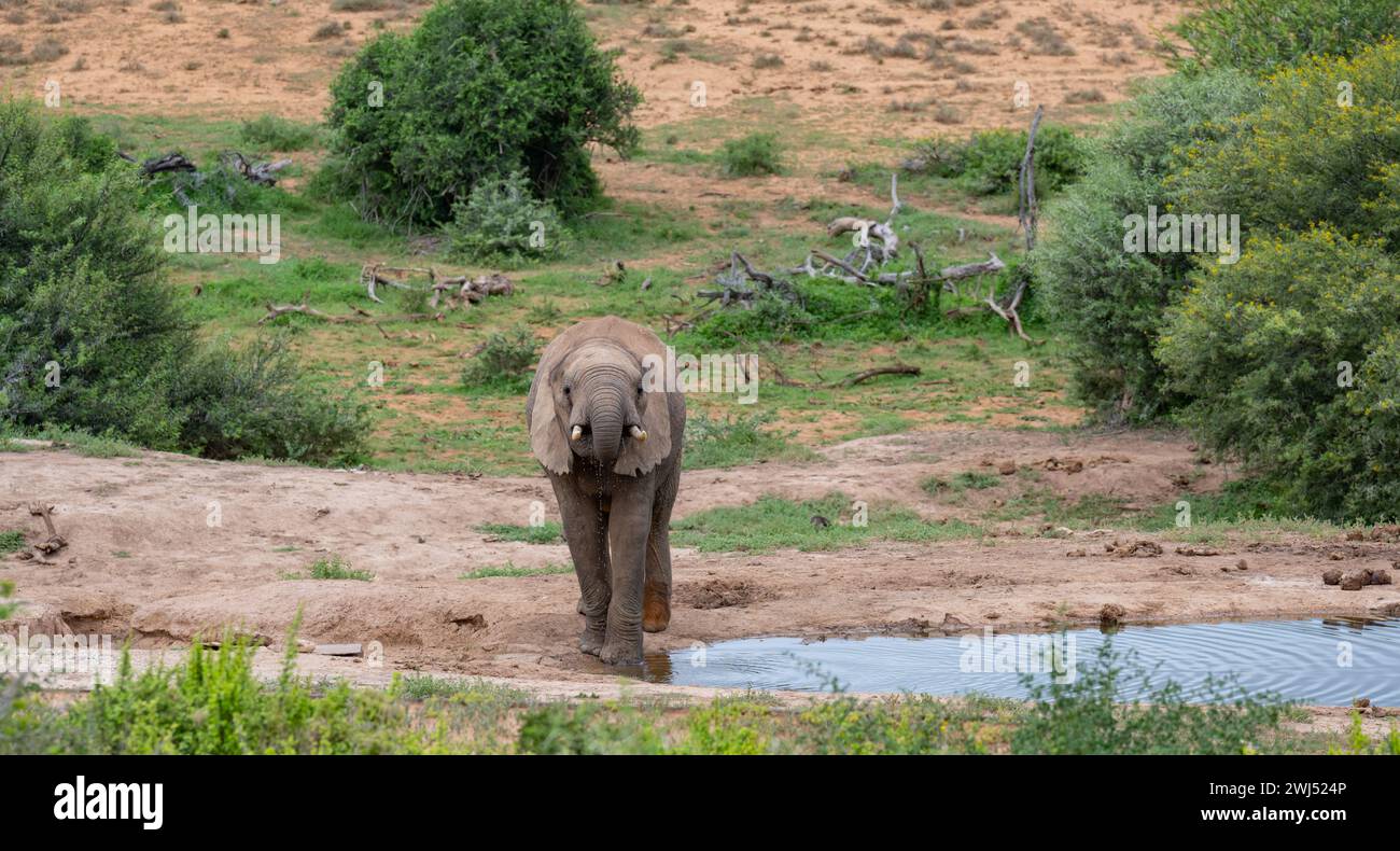 Éléphant au point d'eau dans le paysage sauvage et savane de l'Afrique Banque D'Images