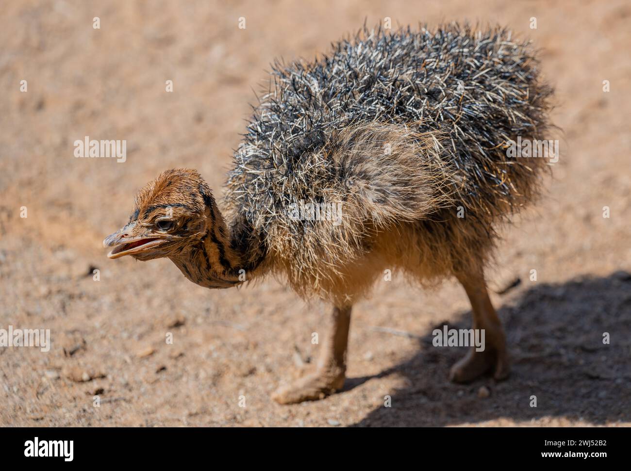 Poussins d'autruche africains dans une ferme d'autruches dans le paysage semi-désertique d'Oudtshoorn Afrique du Sud Banque D'Images