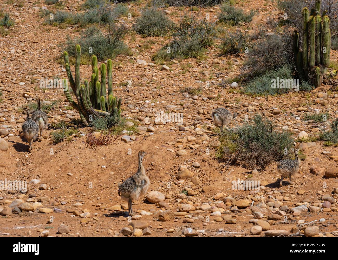 Poussins d'autruche africains dans une ferme d'autruches dans le paysage semi-désertique d'Oudtshoorn Afrique du Sud Banque D'Images