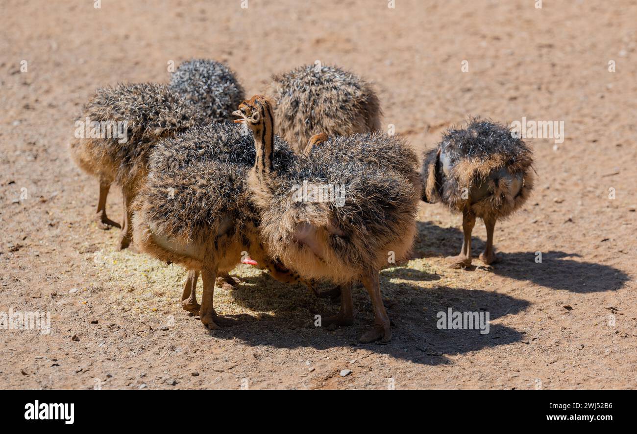 Poussins d'autruche africains dans une ferme d'autruches dans le paysage semi-désertique d'Oudtshoorn Afrique du Sud Banque D'Images