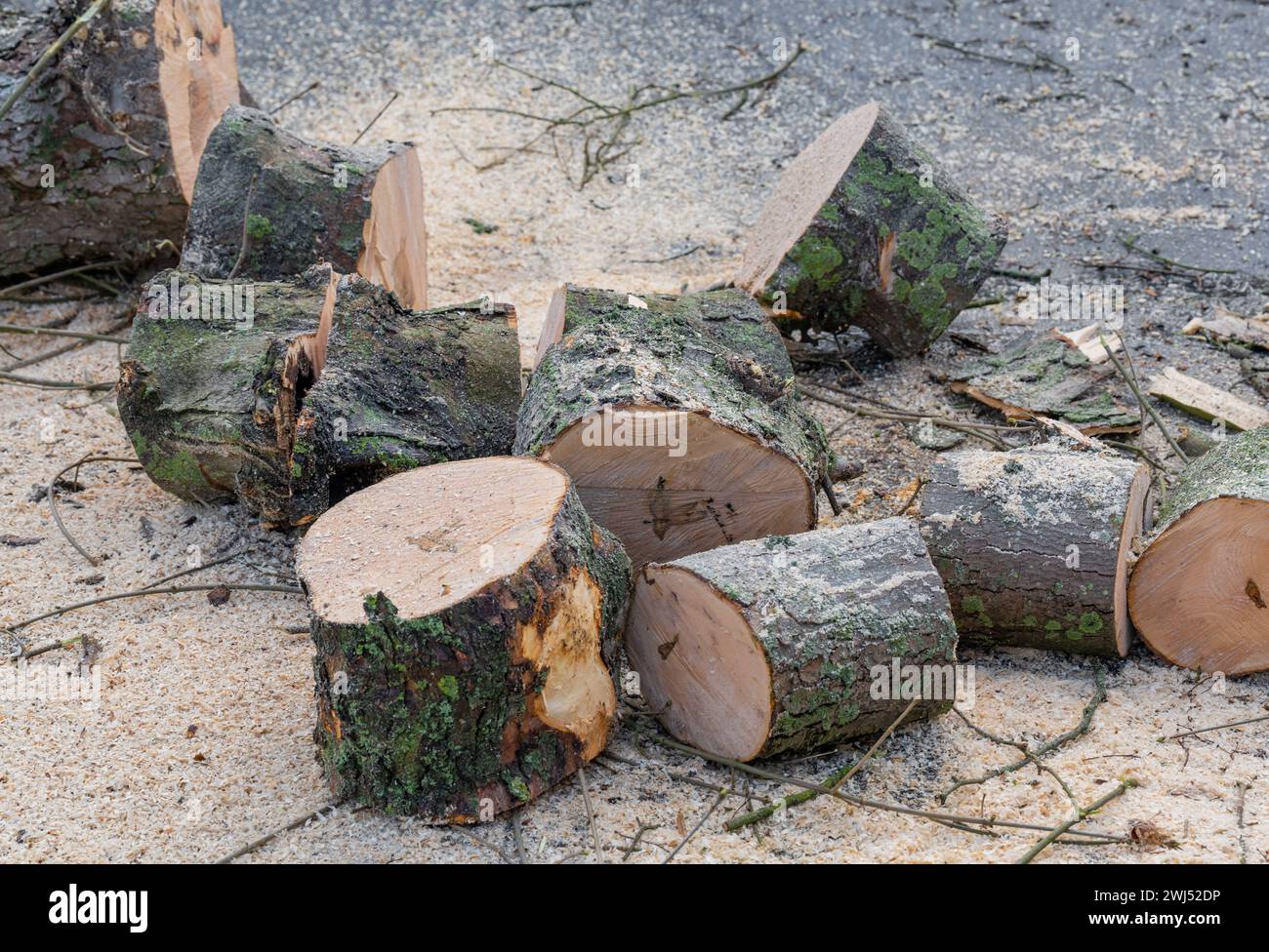 Arbre coupé avec une tronçonneuse après avoir abattu l'arbre Banque D'Images