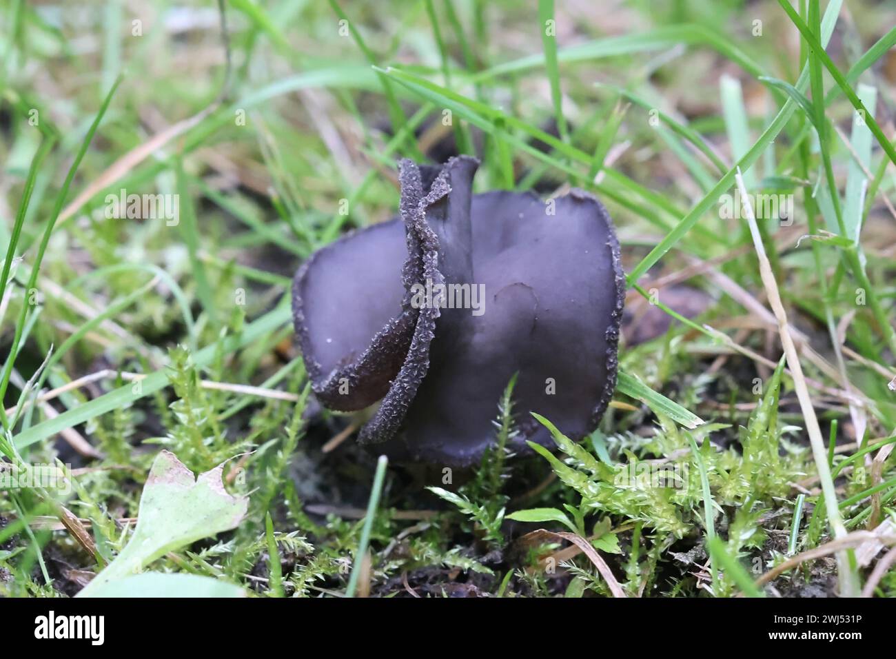 Helvella pezizoides, un champignon de selle de Finlande, pas de nom anglais commun Banque D'Images