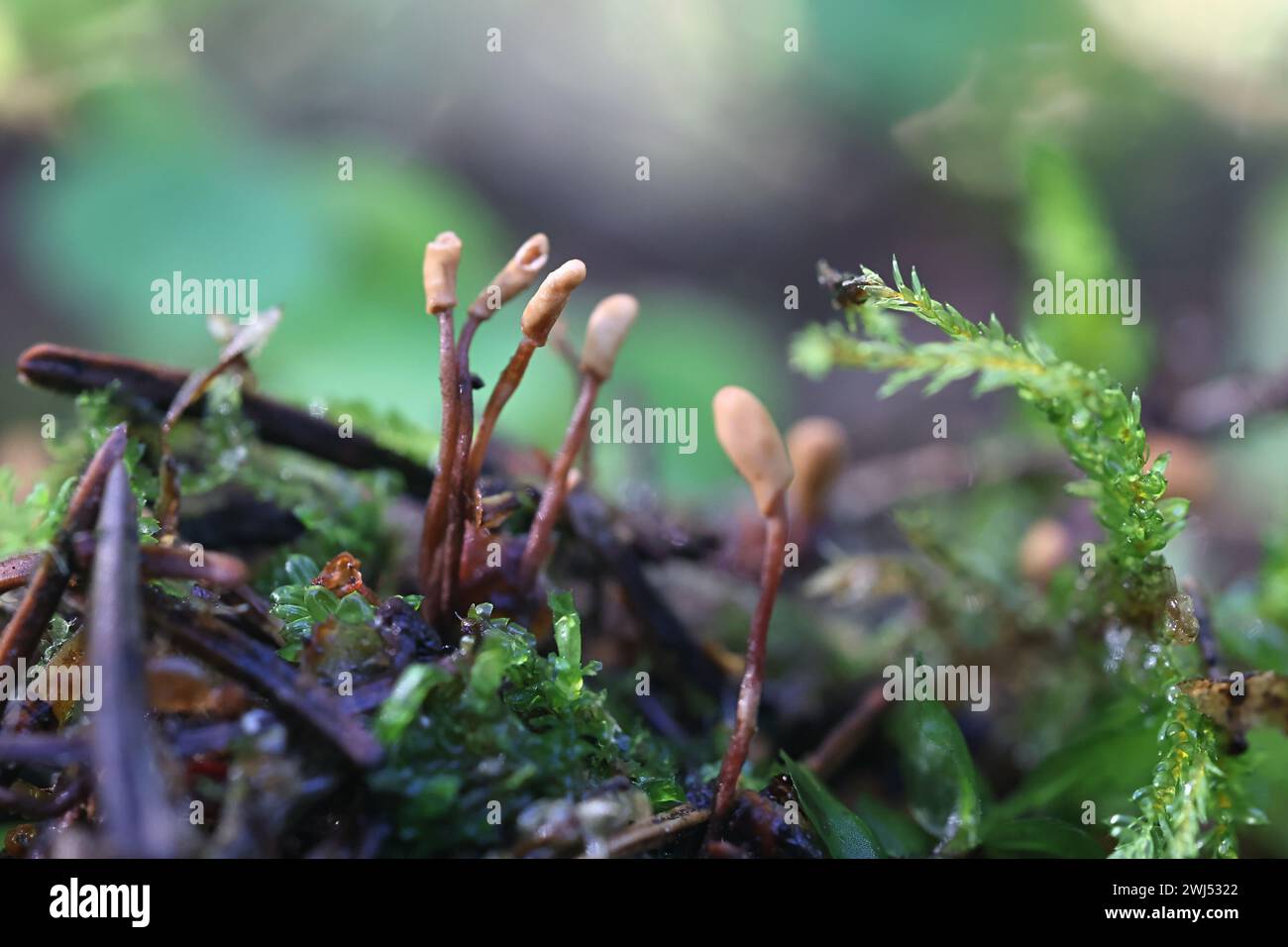 Heyderia abietis, un champignon poussant sur des aiguilles d'épinette en Finlande, pas de nom anglais commun Banque D'Images