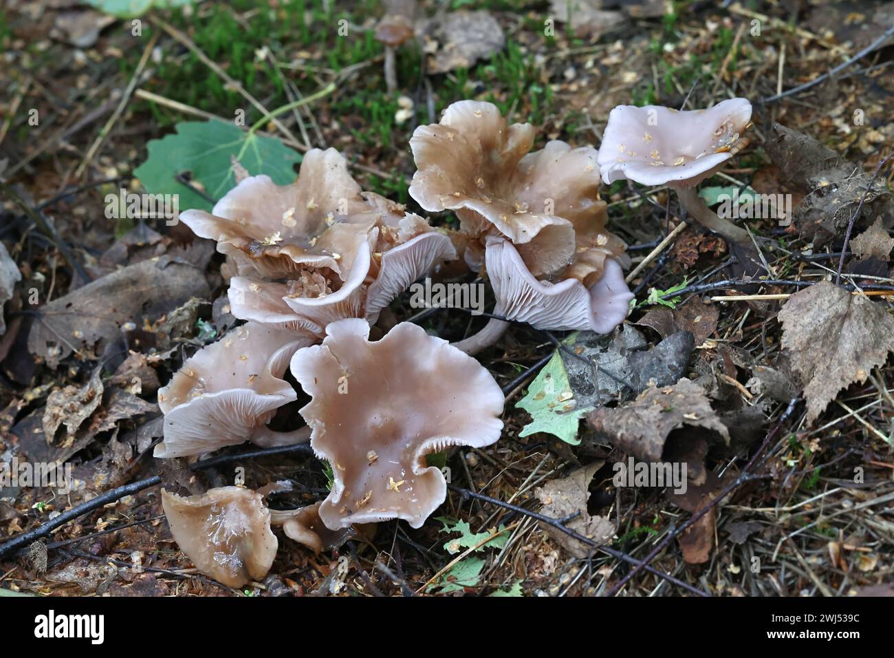 Lepista sordida, également appelé Rhodopaxillus sordidus et Tricholoma sordidum, svelte blwit, champignon sauvage de Finlande Banque D'Images