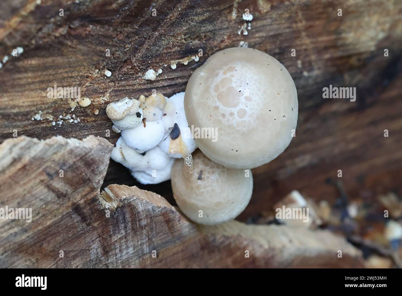 Hypsizygus ulmarius, communément connu sous le nom de champignon d'huître de l'orme ou sangsue de l'orme, champignon sauvage de Finlande Banque D'Images