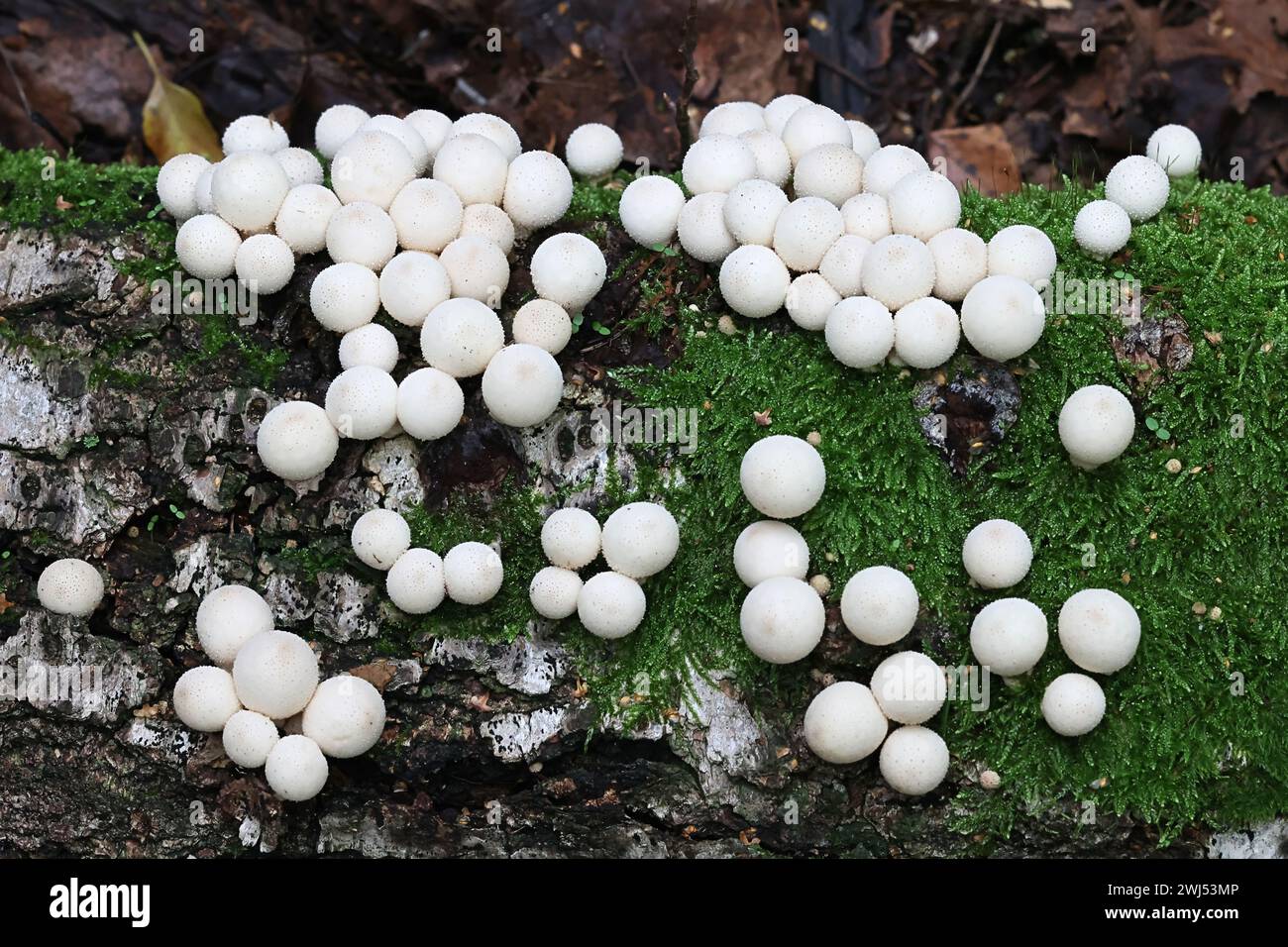 Apioperdon pyriforme, précédemment appelé Lycoperdon pyriforme, communément connu sous le nom de poire-forme ou puffball souche, champignon de Finlande Banque D'Images