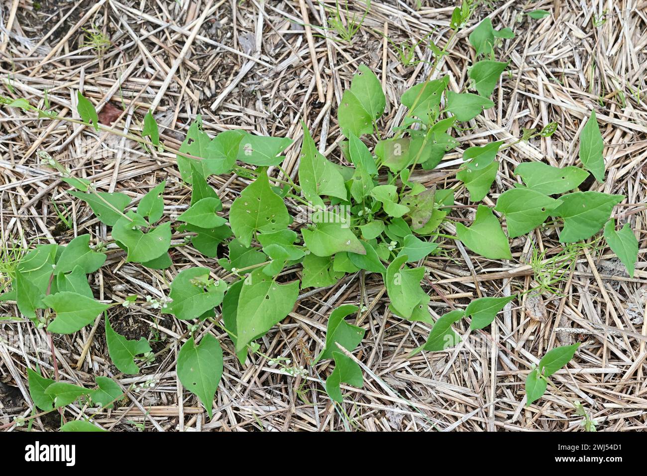 Black Bindweed, Fallopia convolvulus, également connu sous le nom de Bearbind, grimpant sarrasin, Cornbind ou sarrasin sauvage, mauvaise herbe gênante de Finlande Banque D'Images