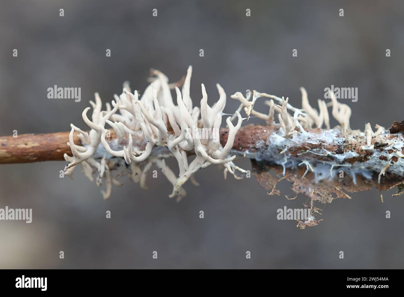 Lentaria byssiseda, un champignon de corail de Finlande, pas de nom anglais commun Banque D'Images Lentaria byssiseda, un champignon de corail de Finlande, pas de nom anglais commun Banque D'Images