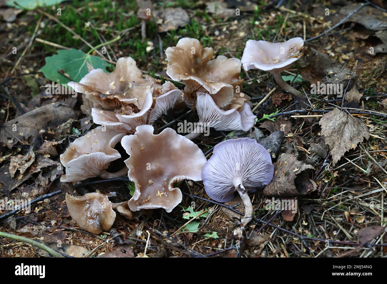 Lepista sordida, également appelé Rhodopaxillus sordidus et Tricholoma sordidum, svelte blwit, champignon sauvage de Finlande Banque D'Images