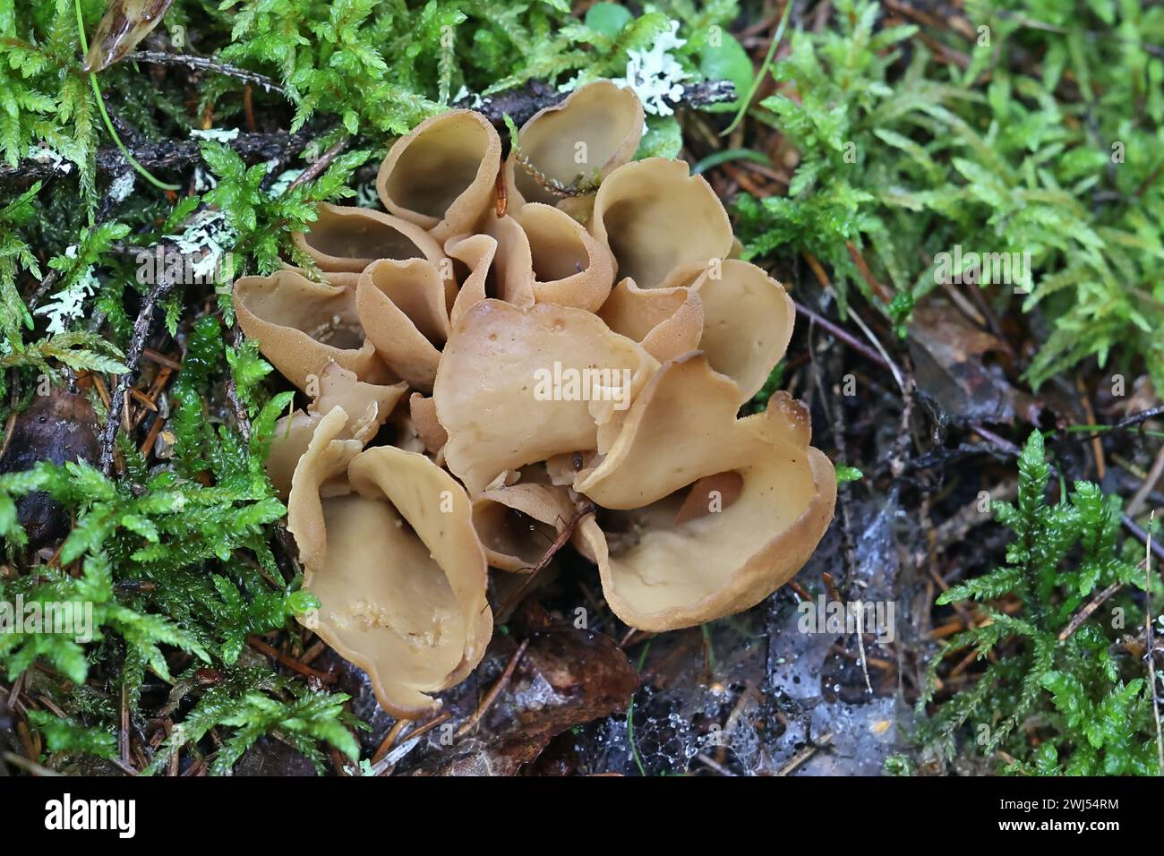 Otidea leporina, connu sous le nom d'oreille jaune champignon, champignons sauvages de Finlande Banque D'Images