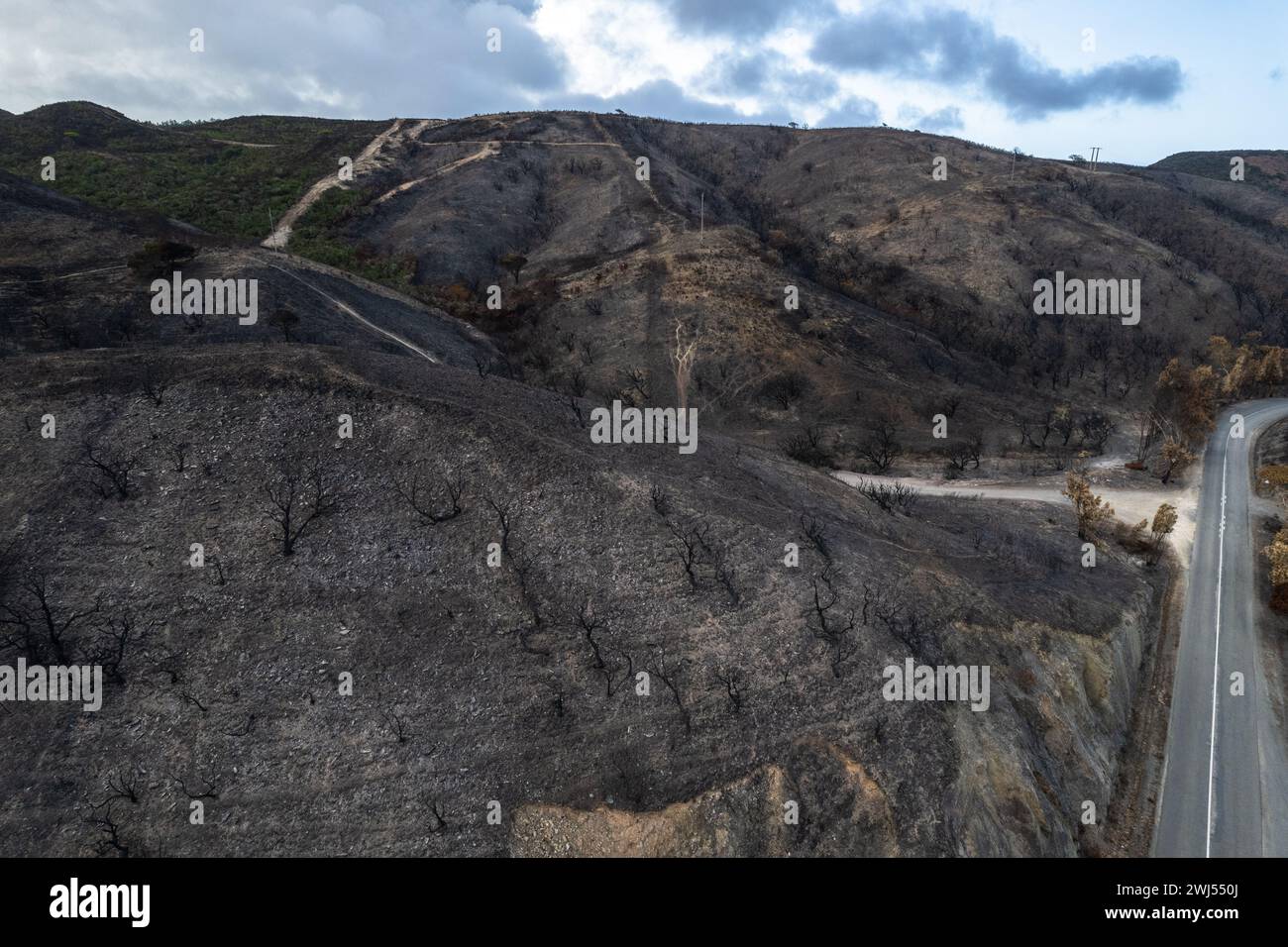 Arbres brûlés dans la forêt après un feu de forêt dans le parc national au Portugal, vue aérienne de drone Banque D'Images