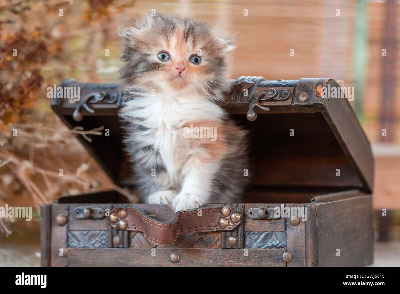 Chaton écossais de tabby à l'intérieur de la poitrine décorative de dower sur un fond rustique Banque D'Images