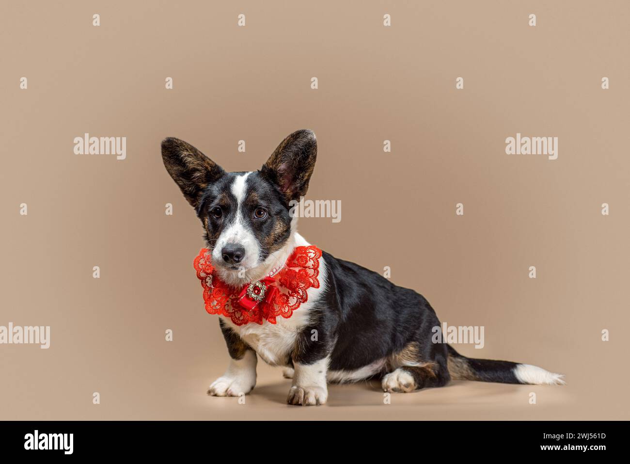 Pembroke Welsh Corgi chien est assis sur un fond beige clair Banque D'Images Pembroke Welsh Corgi chien est assis sur un fond beige clair Banque D'Images