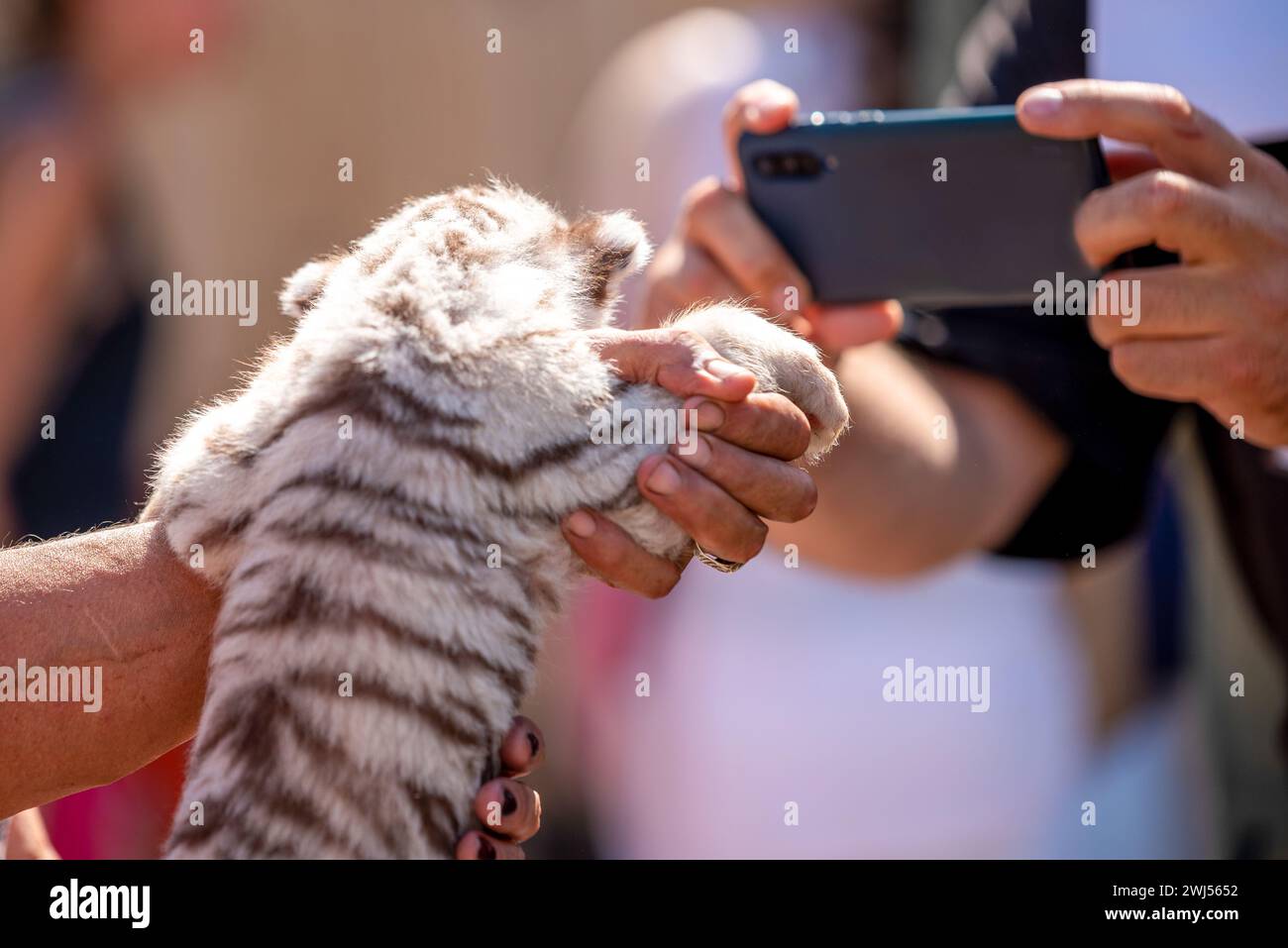 Tiger cub dans un zoo pour enfants Banque D'Images Tiger cub dans un zoo pour enfants Banque D'Images